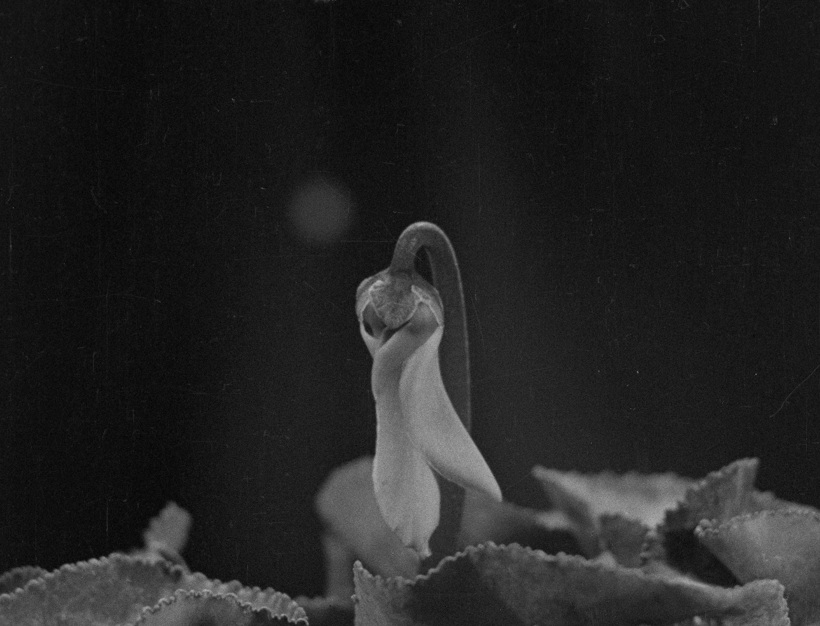 L'image montre une fleur délicate en noir et blanc, avec un pétale courbé vers le haut. La texture des feuilles qui l'entourent est visible, ajoutant de la profondeur à la composition. L'arrière-plan est sombre, ce qui met en valeur la façade lumineuse de la fleur, créant un contraste saisissant. L'ensemble dégage une atmosphère à la fois paisible et poétique.