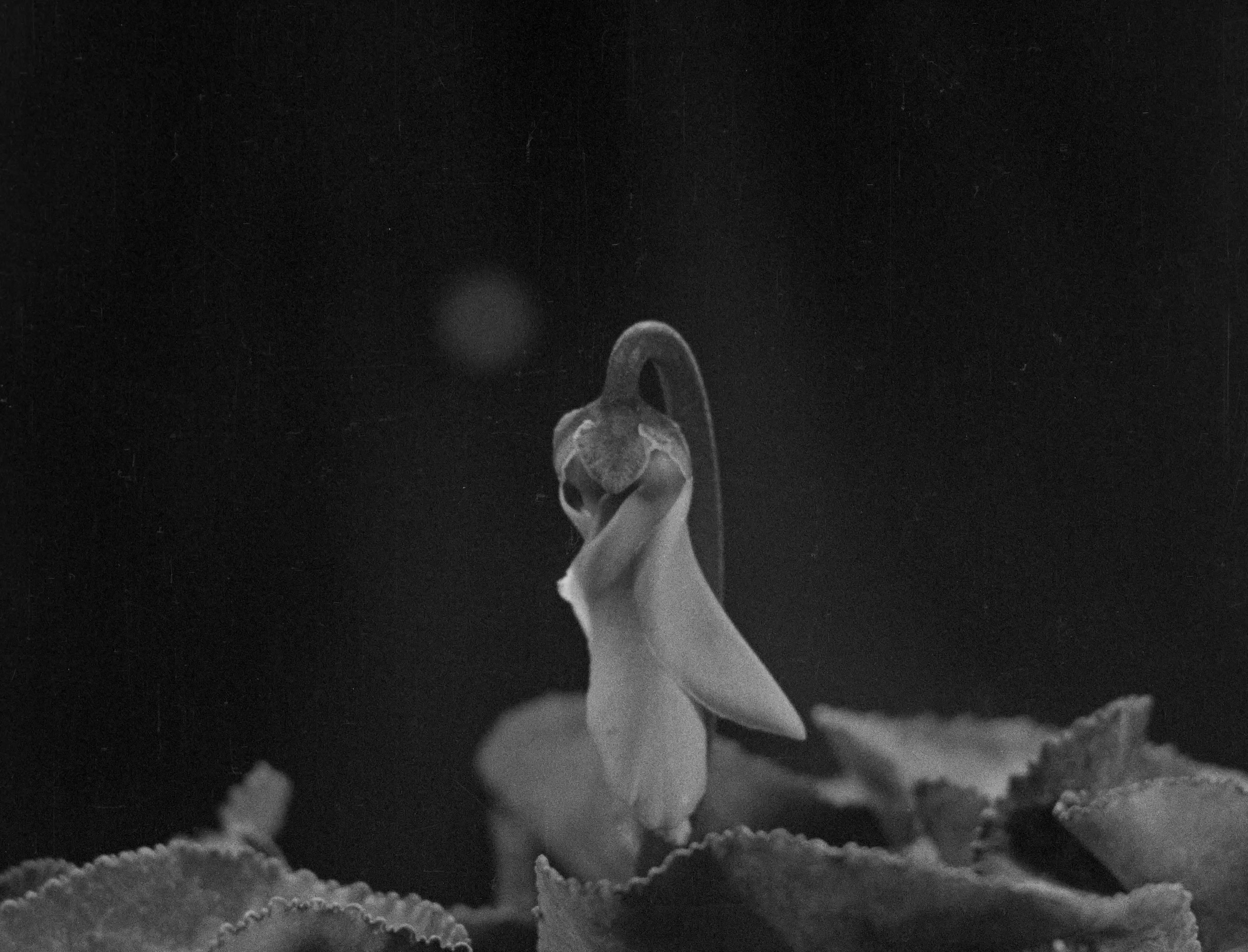 L'image montre une fleur délicate, probablement une variété de cyclamen. Elle est en noir et blanc, ce qui donne une atmosphère douce et artistique. Les pétales de la fleur semblent s'ouvrir vers le haut, avec une forme élégante et fluide. En arrière-plan, on peut apercevoir des feuilles vertes légèrement floues, ajoutant une profondeur à la composition. L'éclairage met en valeur les contours de la fleur, créant un contraste subtil avec le fond.