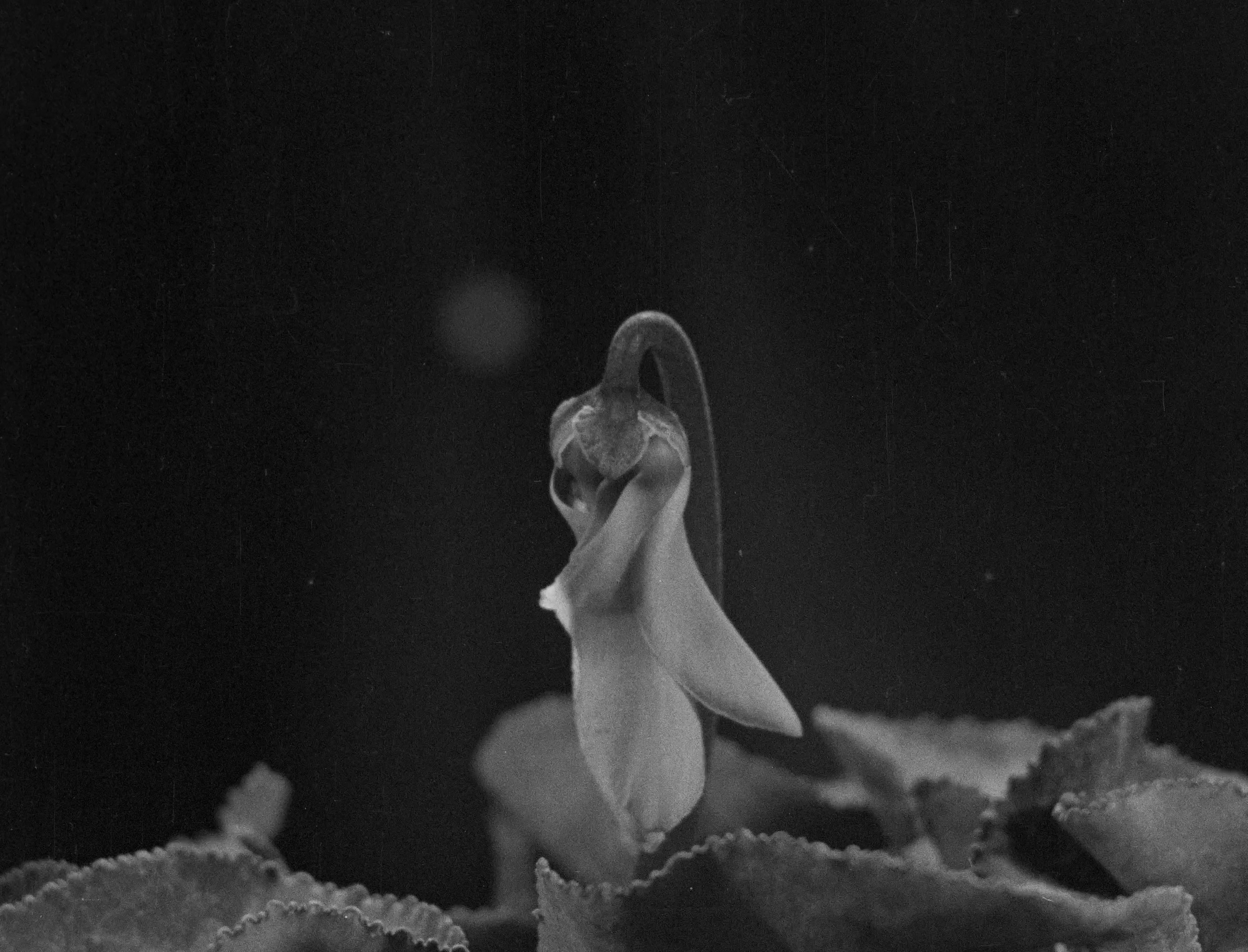 L'image représente une fleur en noir et blanc, avec un focus sur une pédoncule qui semble pencher. La fleur est délicate, avec des contours doux et des pétales qui se replient légèrement. En arrière-plan, on peut distinguer des feuilles floues, ajoutant une dimension de profondeur à la composition. L'éclairage diffuse met en valeur la texture de la fleur et des feuilles, créant une atmosphère intimiste et poétique.