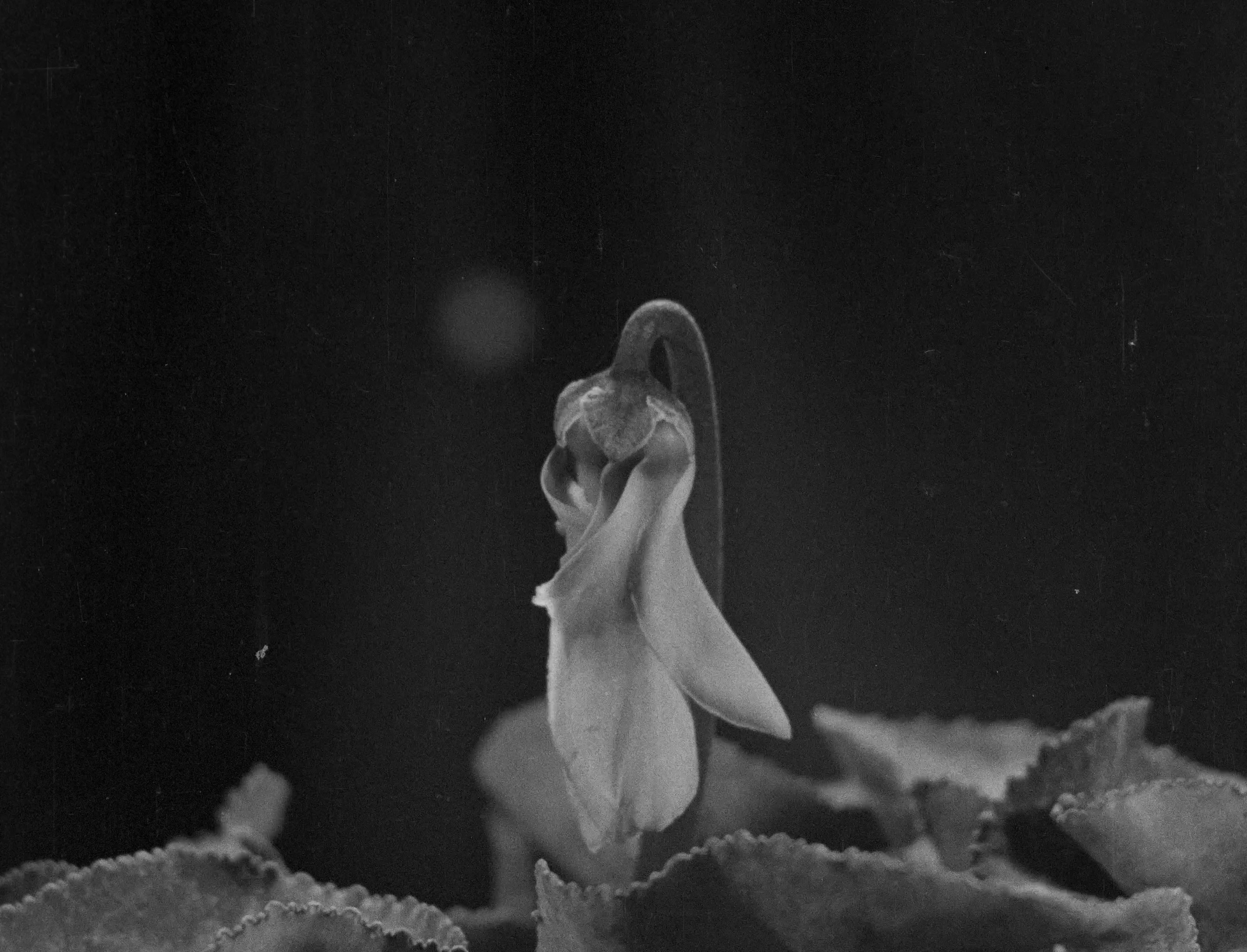 L'image présente une fleur en noir et blanc, avec des pétales délicats et une forme aérienne. La fleur semble encadrée par des feuilles aux contours ondulés. L'éclairage met en valeur les détails subtils de la texture des pétales et des feuilles, créant un effet légèrement dramatique et mélancolique. Le fond est flou, accentuant la beauté de la fleur au premier plan.