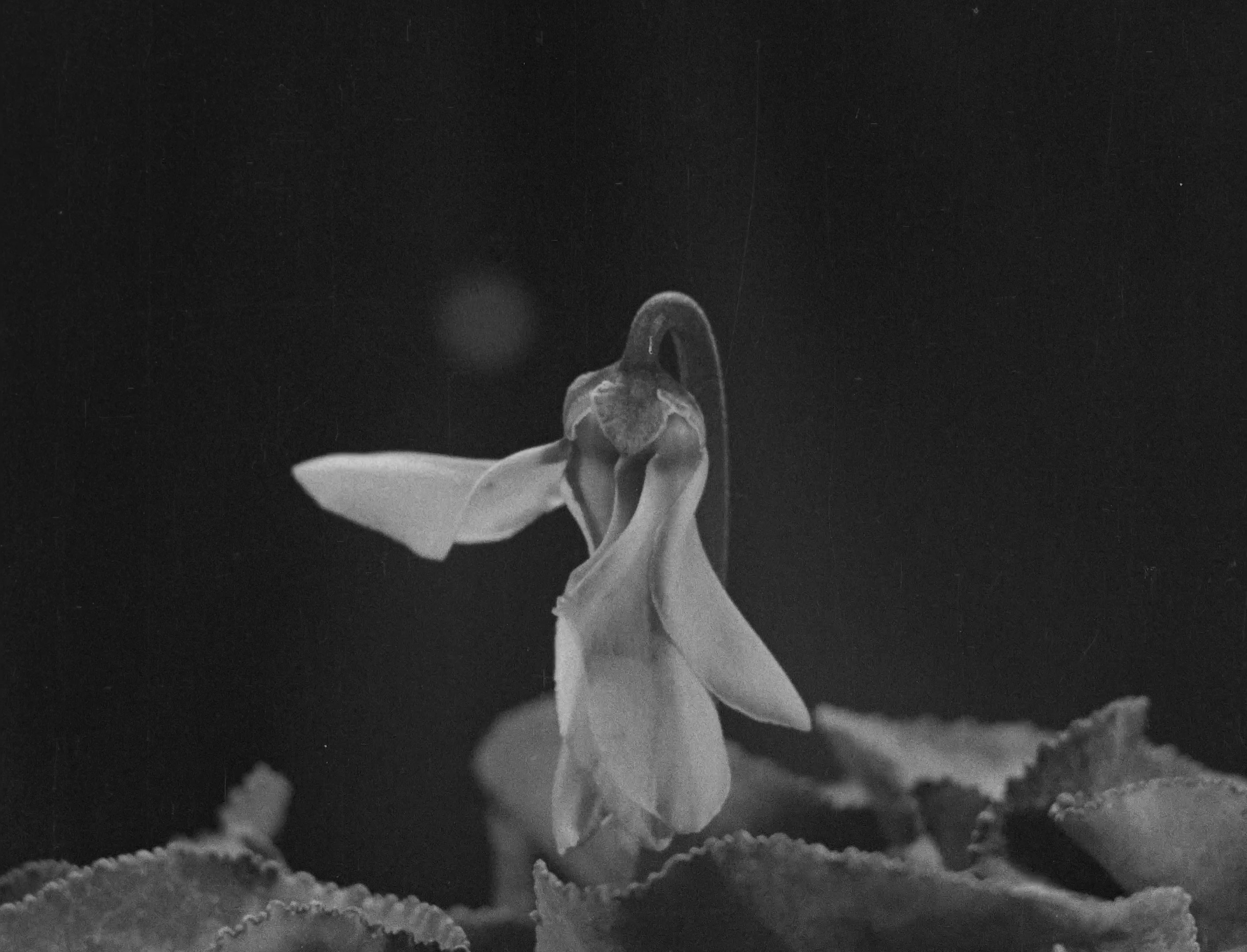 L'image montre une fleur délicate, probablement en cours d'épanouissement, avec des pétales légers qui semblent presque suspendus. Le fond est sombre, ce qui met en valeur la texture et les détails de la fleur. Les contours sont tendres et l'ensemble évoque une sensation de douceur et de fragilité. Les feuilles environnantes sont légèrement floues, ajoutant une dimension de profondeur à la composition. C'est une image au charme poétique, en noir et blanc, qui souligne la beauté naturelle de la fleur.