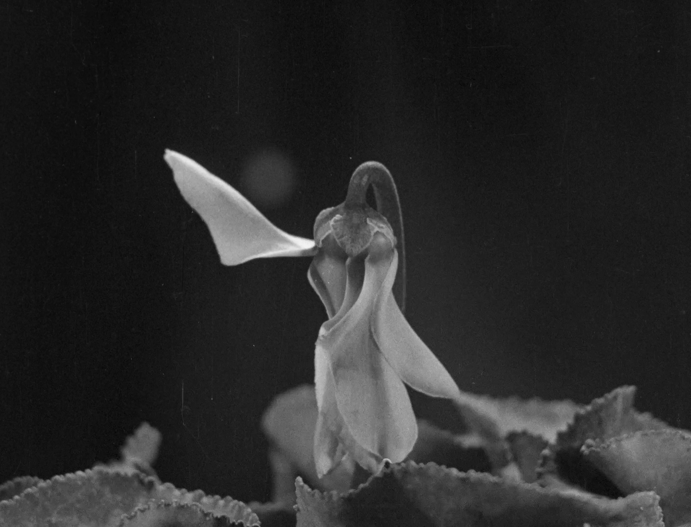 L'image montre une fleur délicate, probablement une fleur de cyclamen, qui se dresse élégamment au-dessus de ses feuilles. Les pétales, de couleur claire, se déploient avec grâce, tandis que le fond est sombre, ce qui met en valeur la fleur. La composition semble capturer un moment de beauté fragile, avec un éclairage qui accentue les détails de la fleur et des feuilles environnantes.