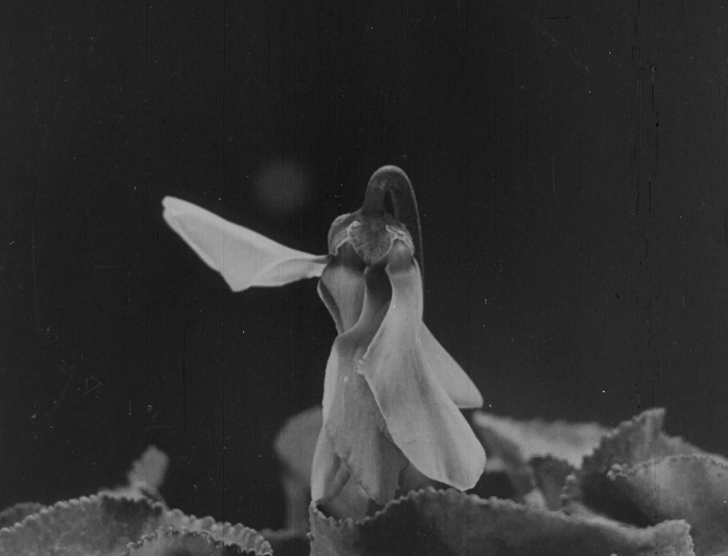 L'image montre une petite créature, semblable à une fée, qui semble danser ou se tenir sur une fleur. La scène est en noir et blanc, ce qui ajoute une ambiance ancienne et mystérieuse. Les détails de la fleur sont visibles, avec des pétales délicats qui encadrent la figure. L'ensemble évoque un univers féerique et enchanteur.