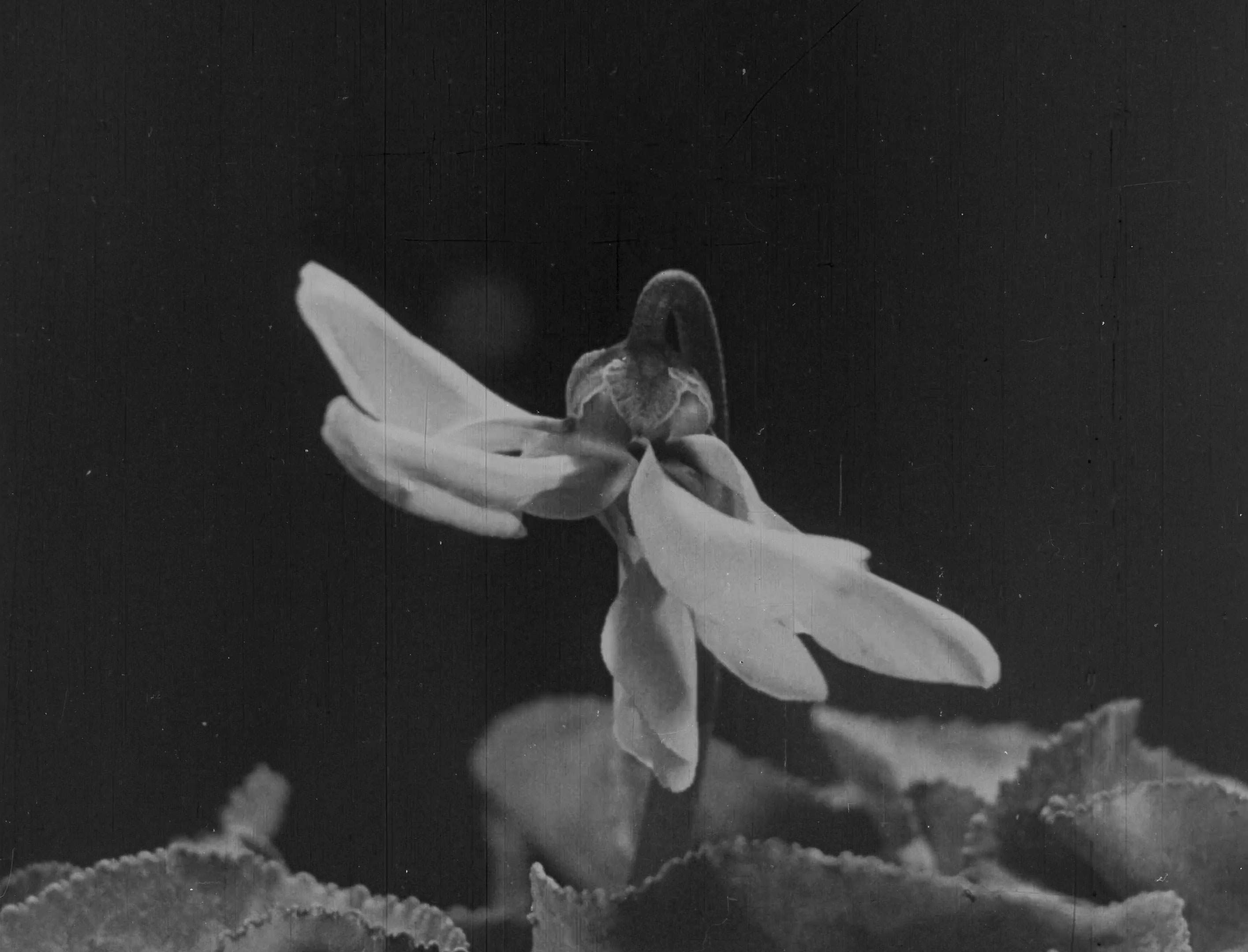 L'image montre une fleur avec des pétales délicats de couleur claire, probablement blanche ou légèrement rosée. Les pétales semblent s'épanouir doucement, tandis qu'un fond sombre met en valeur la beauté de la plante. Les feuilles, visibles en bas de l'image, sont d'un vert sombre et présentent une texture légèrement ondulée. L'ensemble de la composition dégage une atmosphère douce et romantique, accentuée par l'aspect noir et blanc de l'image.