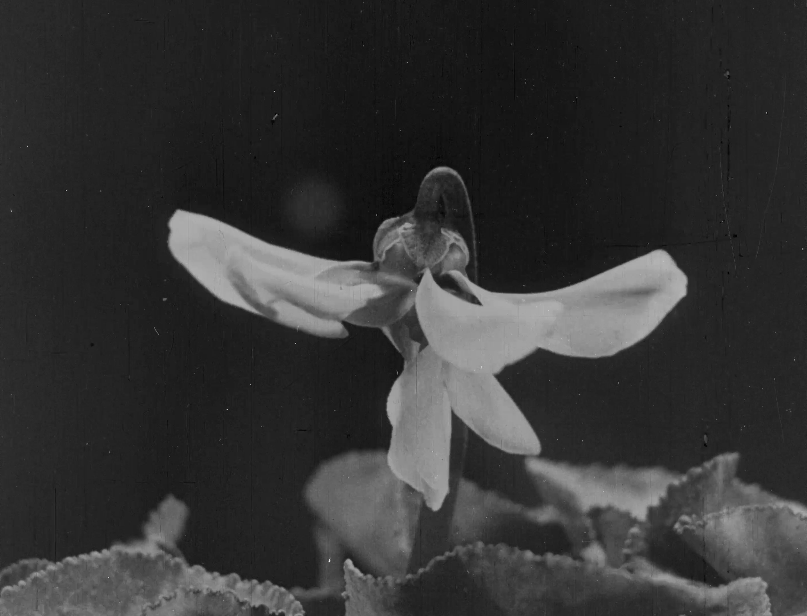 L'image présente une fleur délicate, probablement une violette, avec des pétales blancs et une structure centrale définie. La composition est en noir et blanc, ce qui met en avant les détails et les textures de la fleur ainsi que le fond sombre qui lui donne un aspect presque poétique. Les feuilles en bas de l'image, floues, complètent cette scène en ajoutant une touche de profondeur.