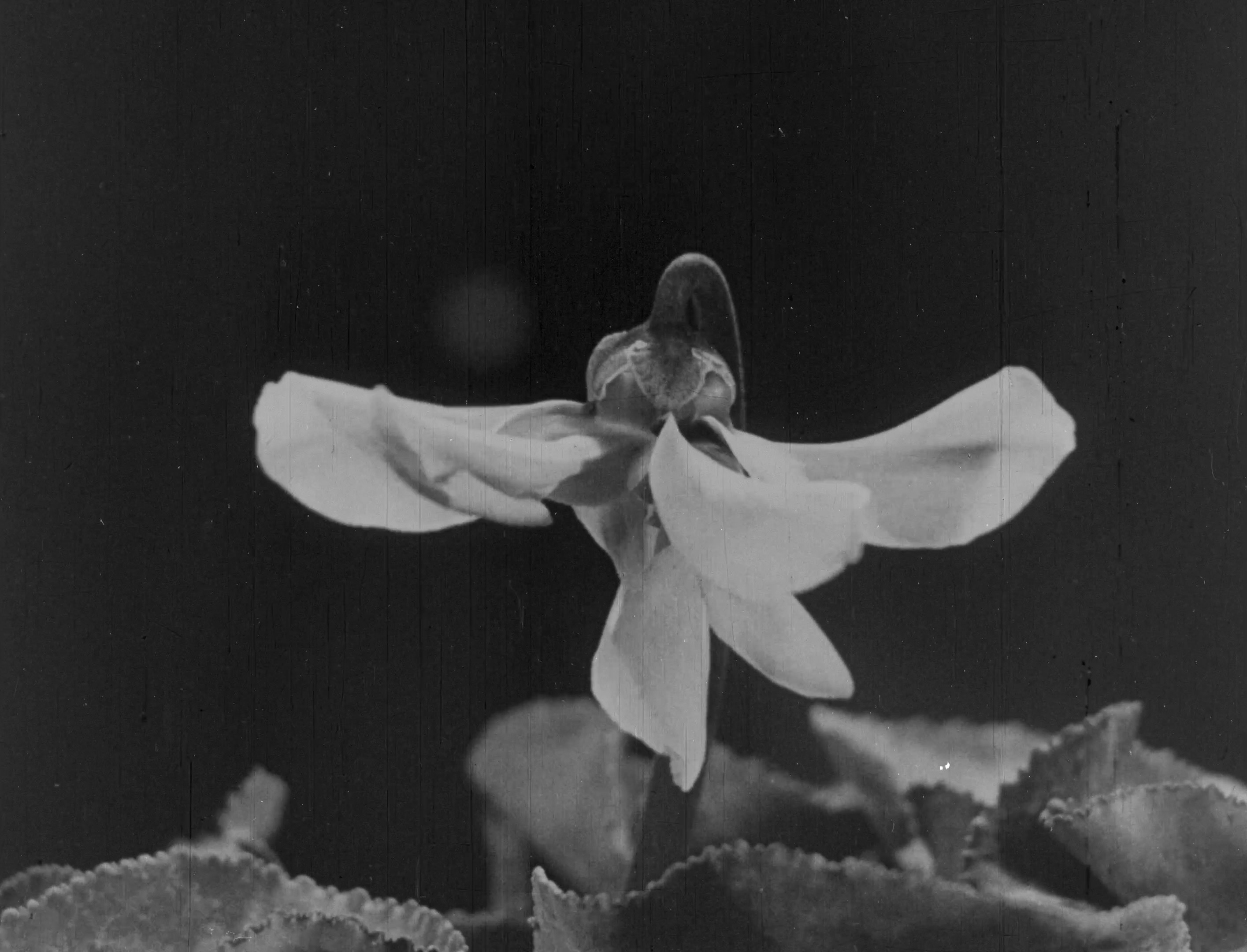 L'image montre une fleur délicate avec des pétales blancs qui s'ouvrent largement. Son centre semble complexe, ajoutant une touche de mystère à la composition. En arrière-plan, on peut voir des feuilles vertes, ce qui souligne la beauté de la fleur. La image a un aspect vintage, ce qui lui donne une atmosphère nostalgique et poétique.