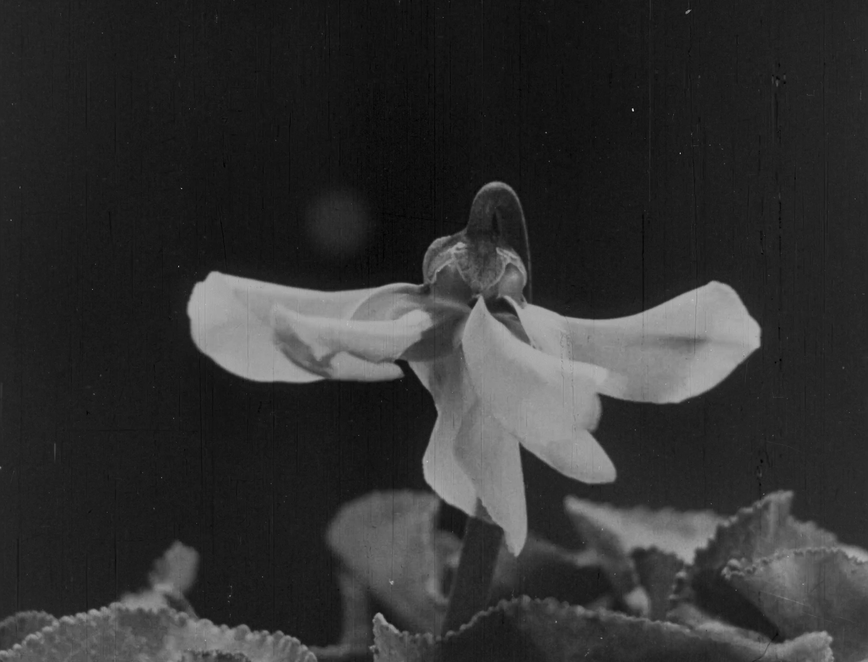 L'image montre une fleur en noir et blanc, avec des pétales étalés et d'autres qui semblent légèrement repliés. La fleur est située au centre, entourée de feuilles qui ont une texture veloutée. L'arrière-plan est flou, ce qui met en valeur la beauté délicate de la fleur. L'éclairage semble doux, créant une atmosphère paisible et contemplative.