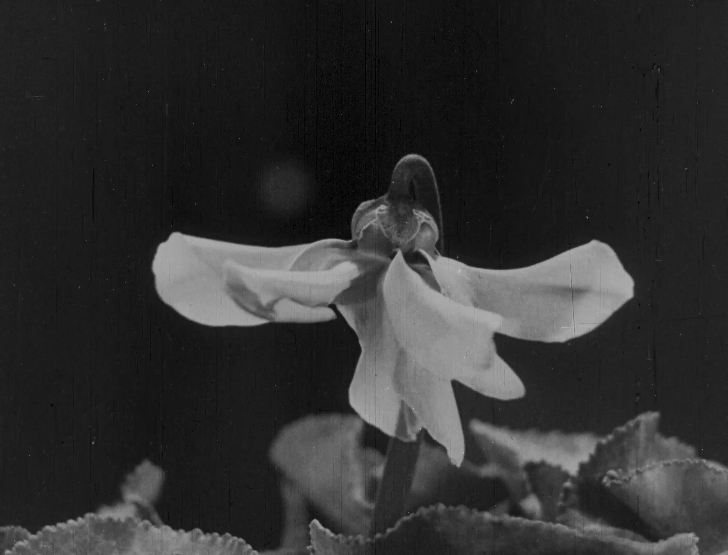 L'image montre une fleur délicate en noir et blanc, avec des pétales qui s'étendent gracieusement. La texture des pétales semble douce et légère, et quelques feuilles floues entourent la base de la fleur. L'arrière-plan est sombre, ce qui met en valeur la silhouette de la fleur au centre de l'image. L'ensemble dégage une atmosphère nostalgique et artistique.