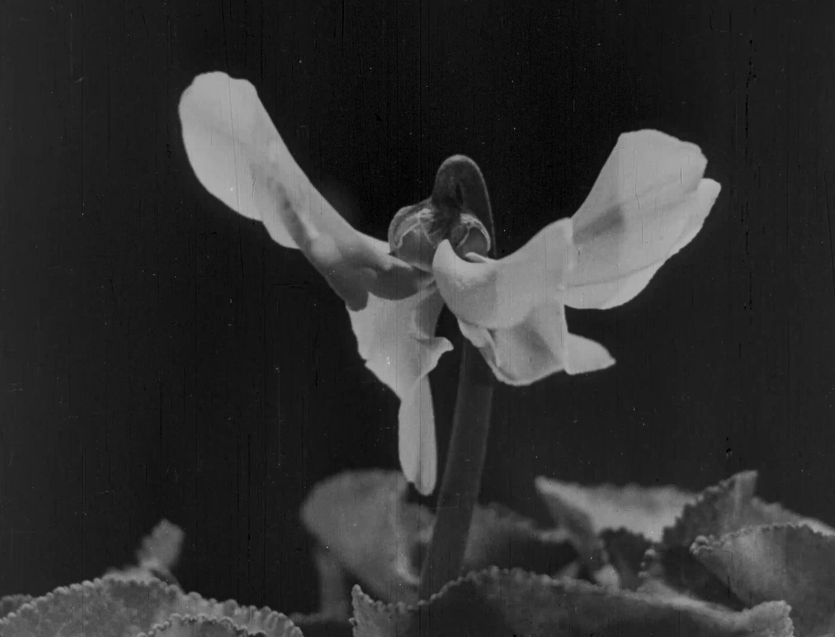 L'image montre une fleur délicate aux pétales blancs, qui s'élève au-dessus de feuilles sombres et texturées. La composition est en noir et blanc, ce qui donne une atmosphère à la fois douce et intemporelle. Les pétales semblent légèrement recourbés, créant une impression de grâce. Le fond est neutre, mettant en valeur la beauté de la fleur et ses détails.