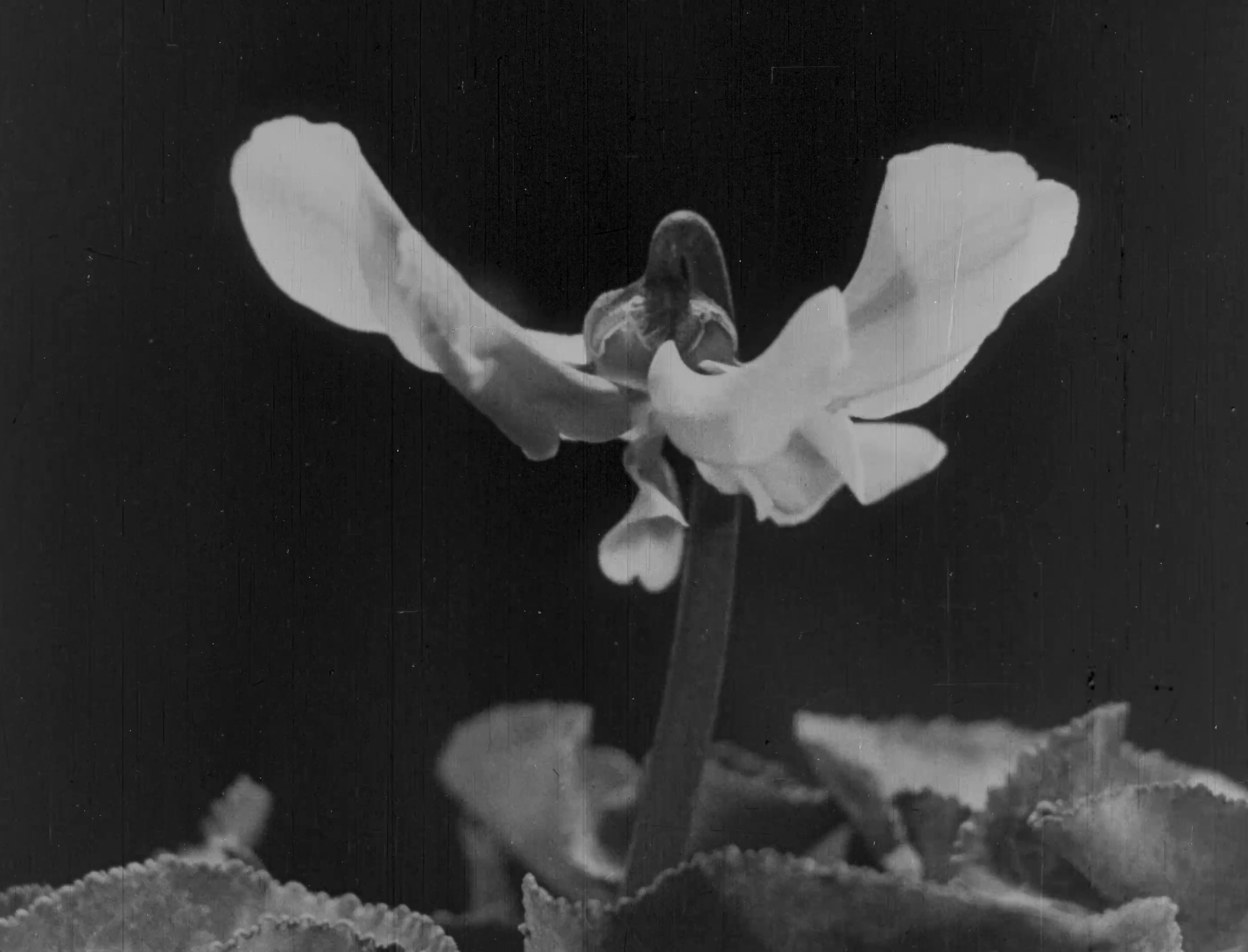 L'image montre une fleur, probablement une violette, avec des pétales blancs délicats. La fleur se dresse sur une tige fine, entourée de feuilles d'un vert foncé. L'arrière-plan est sombre, ce qui met en valeur la lumière sur les pétales, créant un effet contrasté. L'ensemble donne une impression de douceur et de finesse.