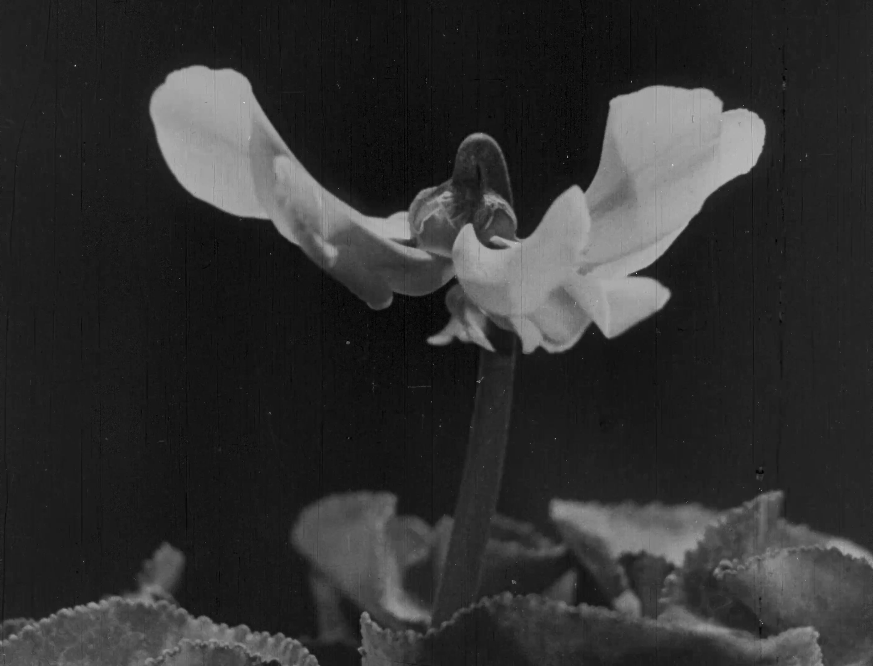 L'image montre une fleur délicate, probablement une cyclamen, avec des pétales blancs qui semblent se déployer gracieusement. La tige de la fleur est fine et élancée, et elle est entourée de feuilles vertes qui ajoutent de la texture à la composition. Le fond est sombre, ce qui met en valeur la luminosité des pétales et crée un contraste visuel intéressant. L'ensemble dégage une impression de douceur et d'élégance.