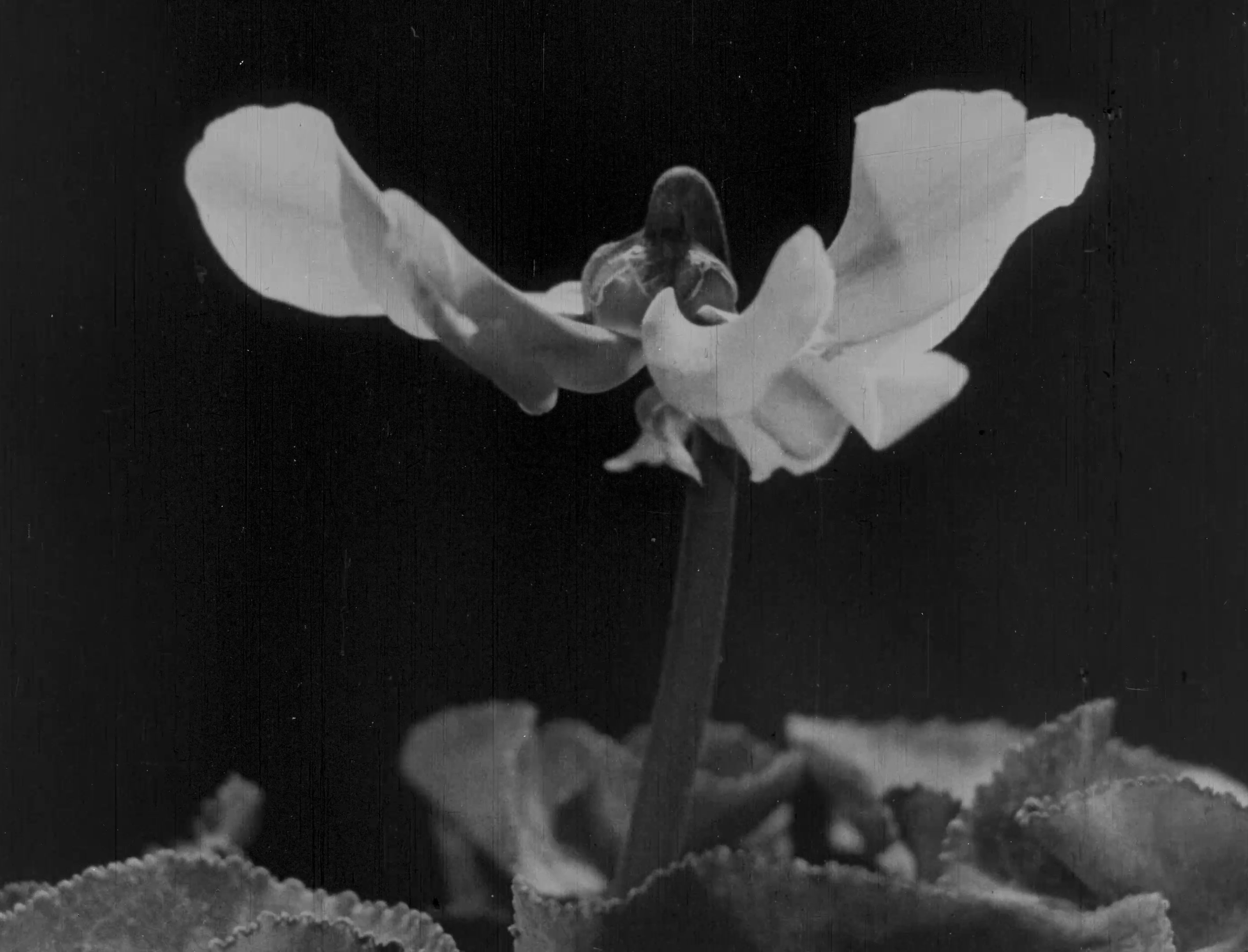L'image montre une fleur délicate sur un fond sombre. Les pétales sont d'un blanc pur et semblent légèrement translucides, créant un contraste saisissant avec l'arrière-plan. La tige est fine et élancée, soutenant la fleur au-dessus d'un feuillage verdoyant. L'ensemble de la composition dégage une atmosphère à la fois élégante et paisible.