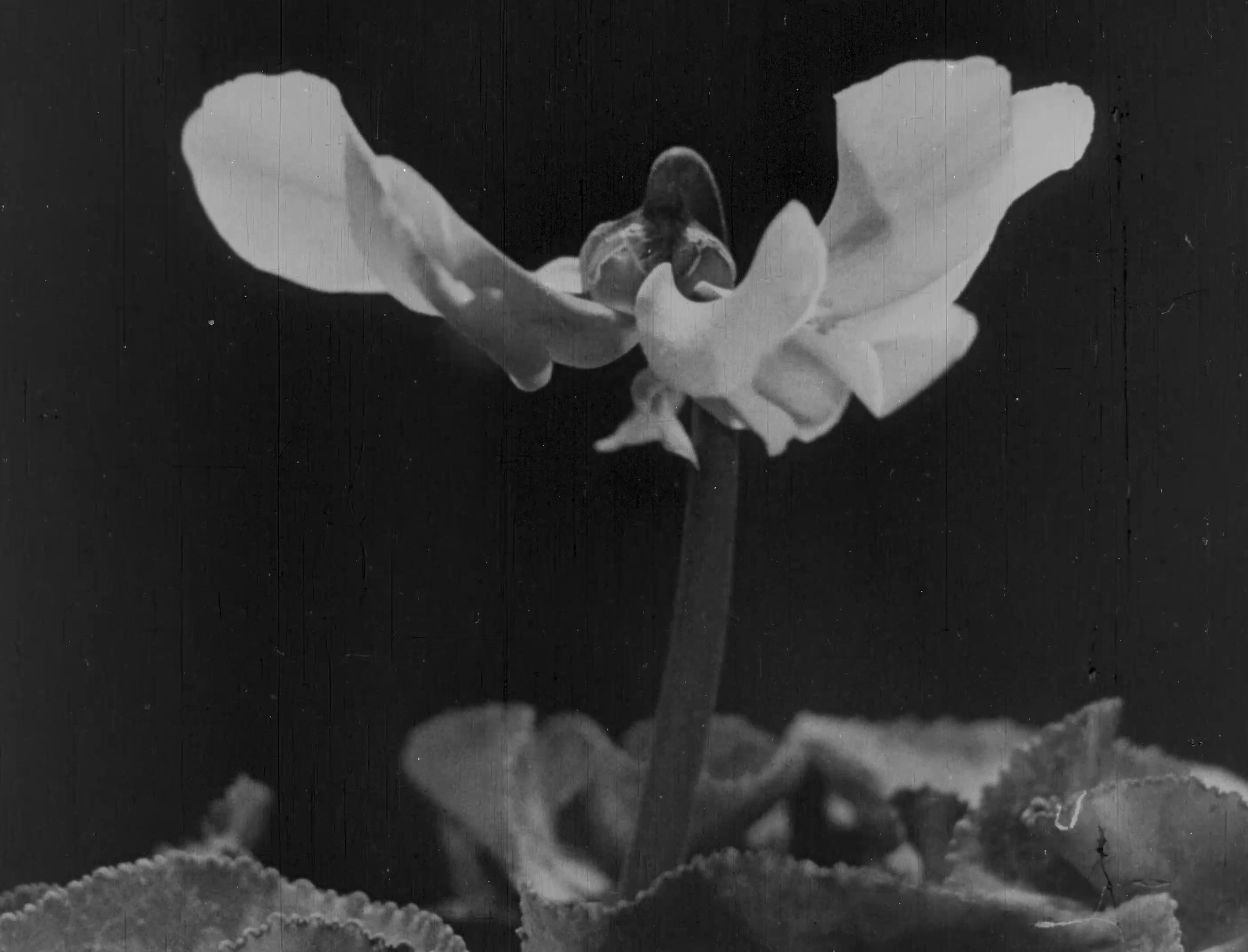 L'image montre une fleur délicate avec des pétales blancs qui s'ouvrent lentement. La tige de la fleur est fine et élancée, se dressant au-dessus de feuilles épaisses et crénelées. Le fond est sombre, ce qui met en valeur la luminosité des pétales. Cette scène évoque une atmosphère paisible et naturelle.