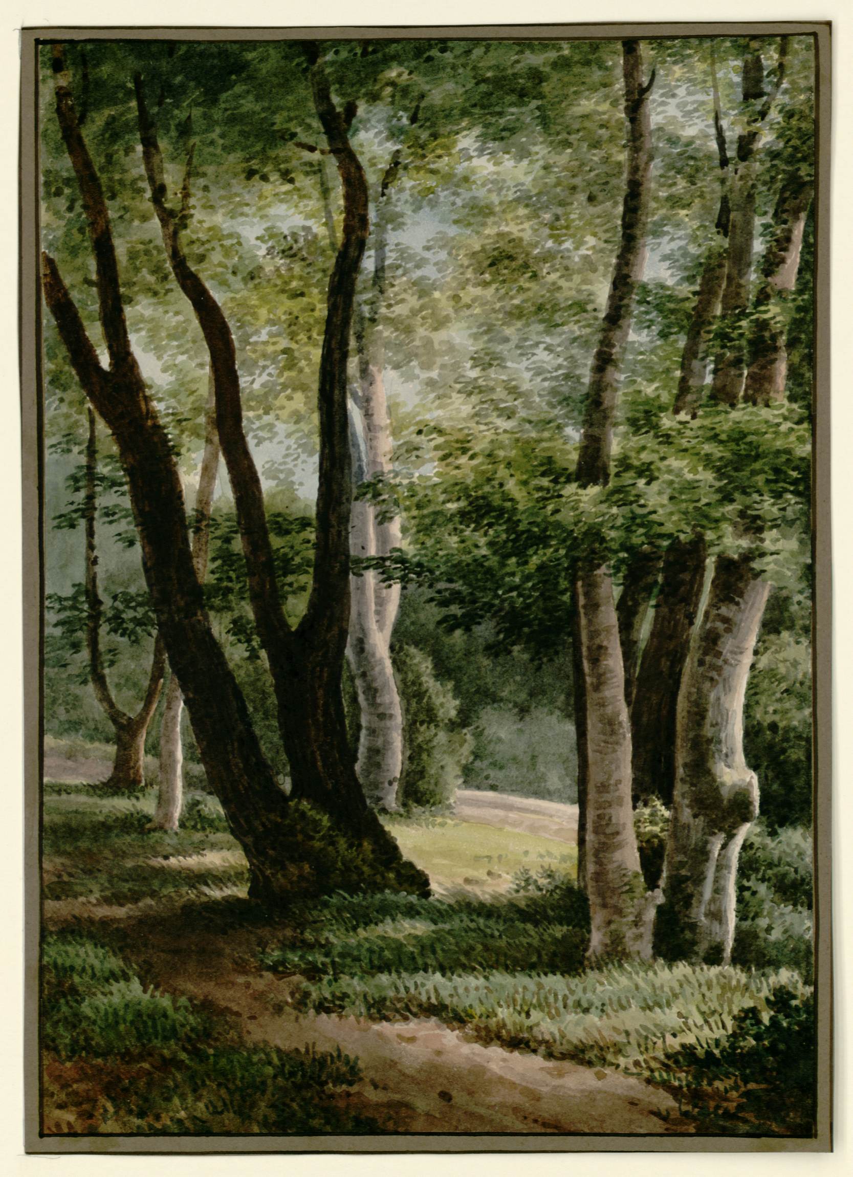 L'image présente un paysage forestier tranquille, avec des arbres majestueux aux troncs clairs et élancés. La lumière filtre à travers le feuillage dense, créant une ambiance apaisante. Le sol est recouvert de verdure et laisse entrevoir un chemin sinueux qui traverse la scène. On ressent une atmosphère de sérénité et de connexion avec la nature. Les détails délicats et les nuances de couleur font ressortir la beauté du cadre naturel.