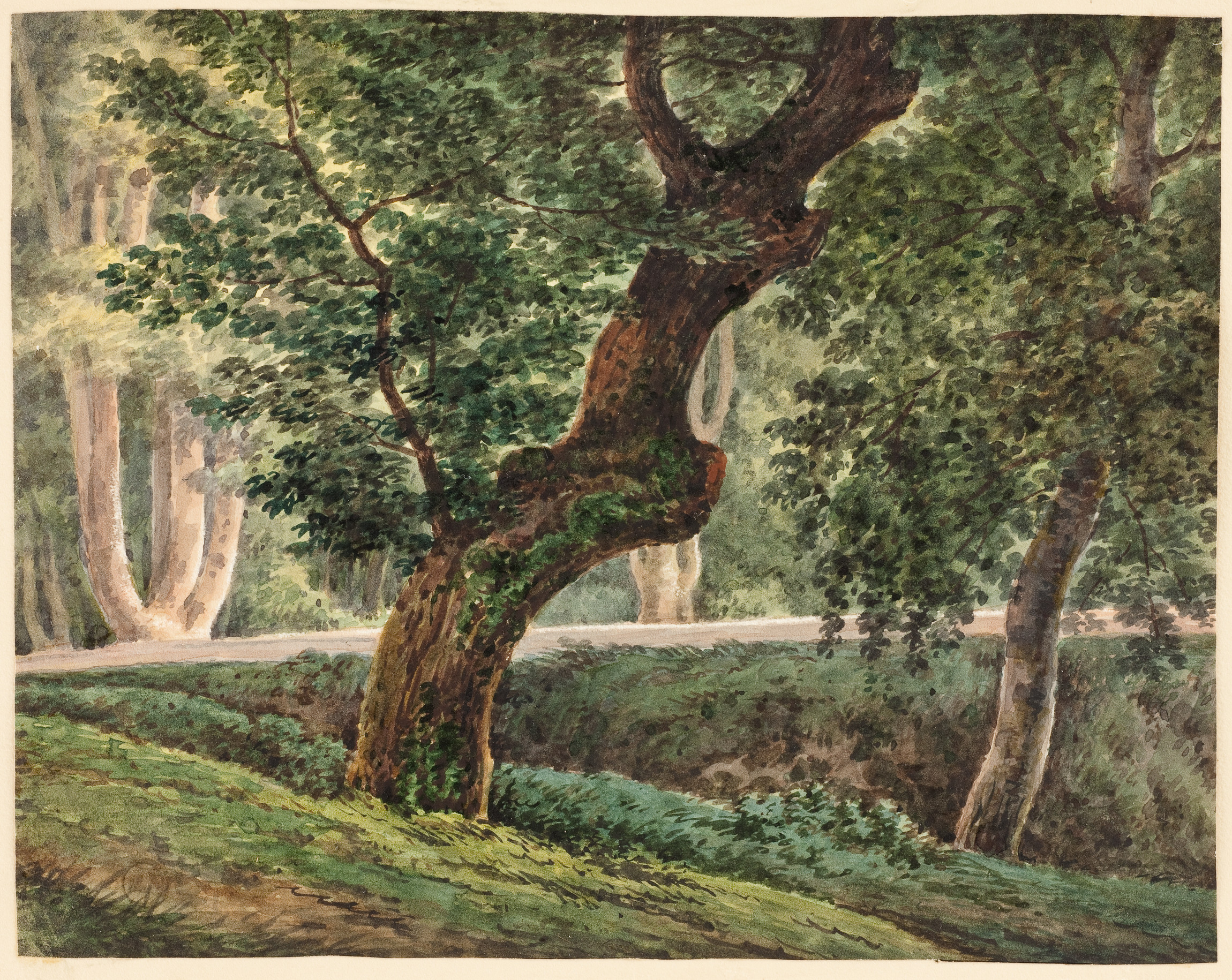 L'image représente un paysage naturel, mettant en avant un arbre majestueux au premier plan. Son tronc est courbé et recouvert de mousse, indiquant une certaine ancienneté. En arrière-plan, on peut voir d'autres arbres avec un feuillage dense, créant une atmosphère verdoyante et paisible. La lumière filtre à travers les feuilles, ajoutant une touche chaleureuse à l'ensemble de la scène. Le chemin qui serpente à travers la forêt évoque une ambiance tranquille et invite à la contemplation de la nature.