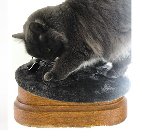 L'image montre un chat gris qui semble jouer ou interagir avec un objet noir ressemblant à des écouteurs. Le chat est posé sur une base ronde en bois, recouverte d'un matériau doux et moelleux. L'arrière-plan est flou, mettant en valeur le chat et l'objet avec lequel il est en train de jouer.