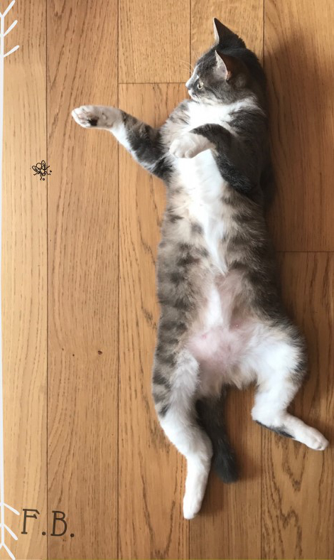 L'image montre un chat allongé sur le dos sur un sol en bois. Le chat a un pelage tigré avec des teintes de gris, de blanc et de crème. Il semble détendu, avec les pattes écartées et le ventre visible. L'arrière-plan est simple et met en valeur la posture du chat.