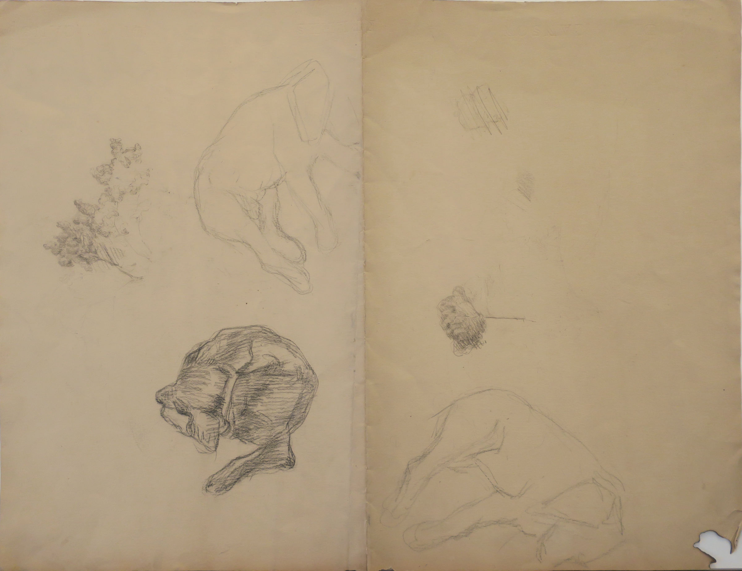 L'image présente un dessin en noir et blanc sur un fond de papier beige. On y voit plusieurs esquisses de chiens, certains en position repliée, d'autres dans des poses plus naturelles. Dans le coin supérieur gauche, il y a des détails de végétation, peut-être des plantes ou des herbes. L'ensemble donne une impression de croquis, capturant des moments de détente et de calme des animaux. Les traits sont délicats et montrent une attention à la forme et à la texture des chiens.