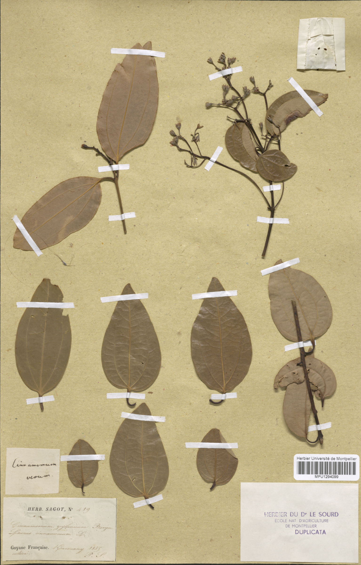 L'image semble représenter un herbier avec plusieurs échantillons de feuilles et de fleurs. On peut voir des feuilles disposées de manière organisée sur un fond beige. Certaines feuilles sont entières, tandis que d'autres montrent des fleurs ou des ramifications. Des étiquettes sont présentes, indiquant probablement le nom de la plante et d'autres informations pertinentes. L'ensemble donne une impression scientifique et éducative, typique des collections botaniques.