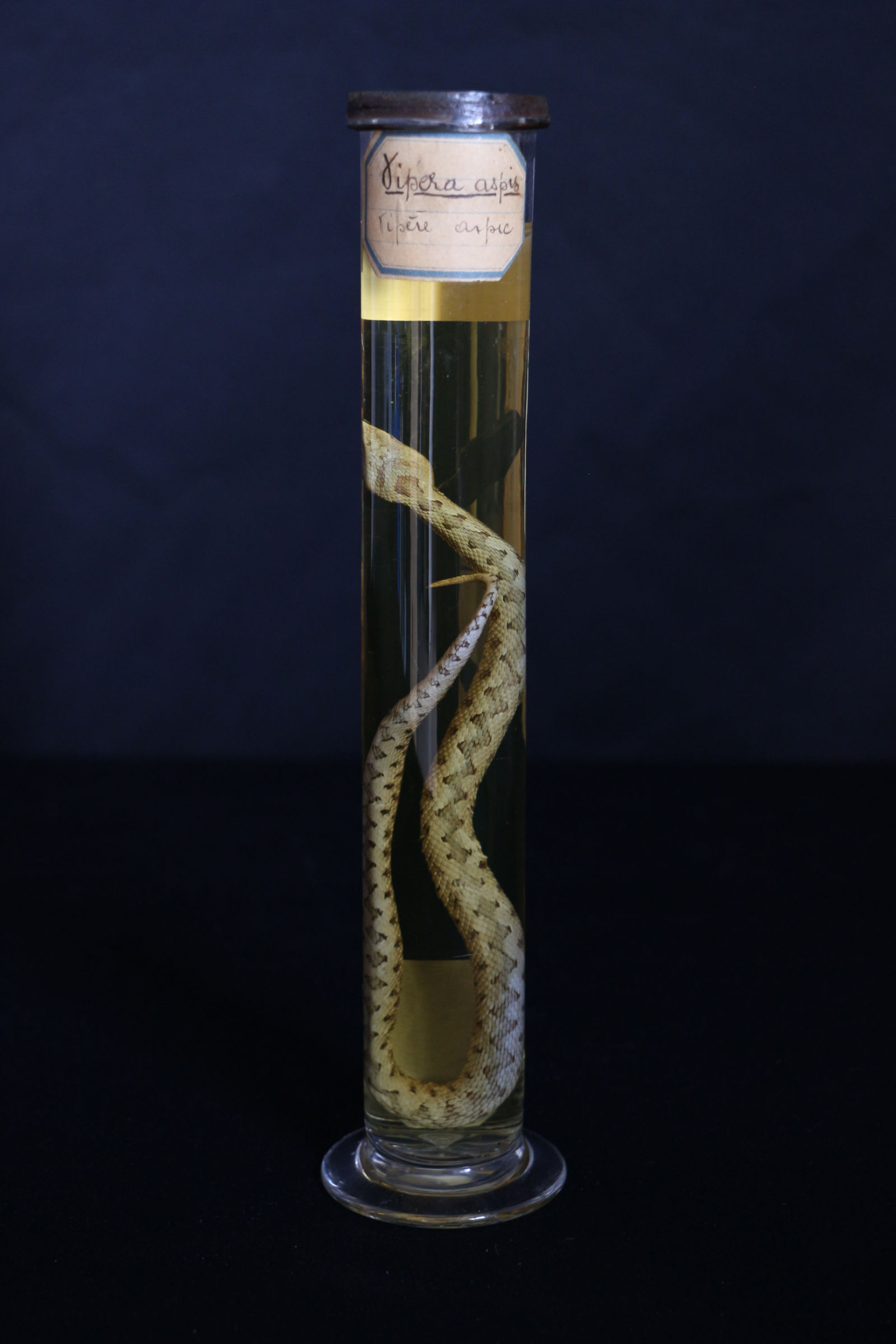 L'image montre un serpent préservé, spécifiquement une vipère aspic, à l'intérieur d'un tube en verre rempli d'une solution claire. Le serpent est enroulé et visible en entier, tandis qu'une étiquette manuscrite indique son nom. L'arrière-plan est sombre, mettant en valeur le tube et son contenu.