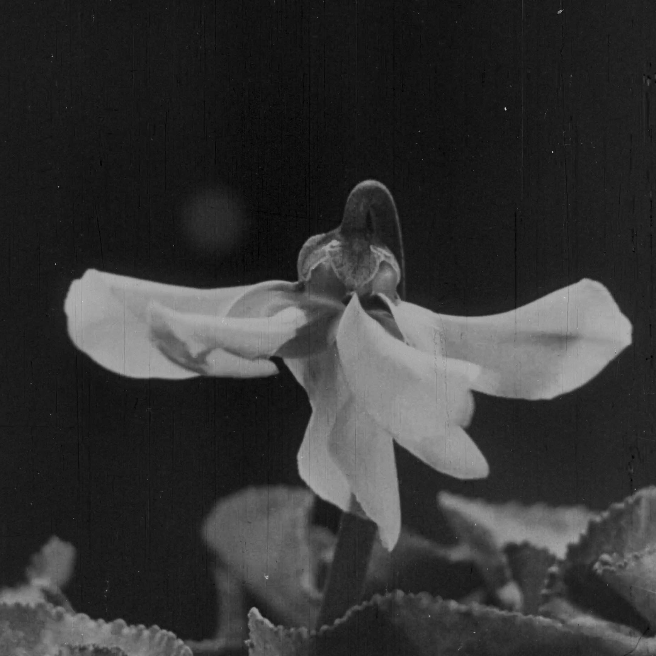 L'image montre une fleur en noir et blanc, avec des pétales étalés et d'autres qui semblent légèrement repliés. La fleur est située au centre, entourée de feuilles qui ont une texture veloutée. L'arrière-plan est flou, ce qui met en valeur la beauté délicate de la fleur. L'éclairage semble doux, créant une atmosphère paisible et contemplative.