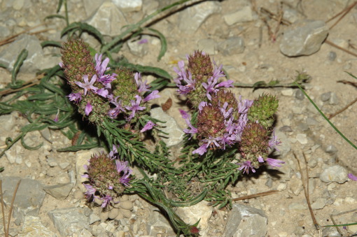 Coris monspeliensis L.