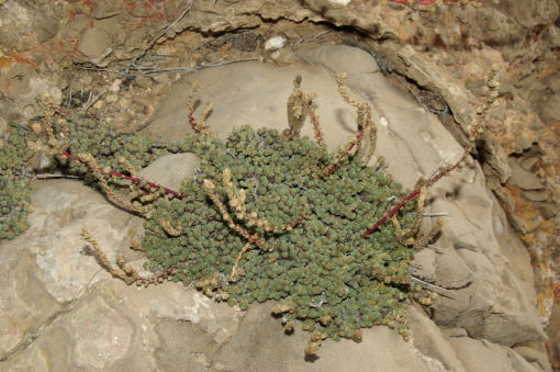 Camphorosma monspeliaca L.