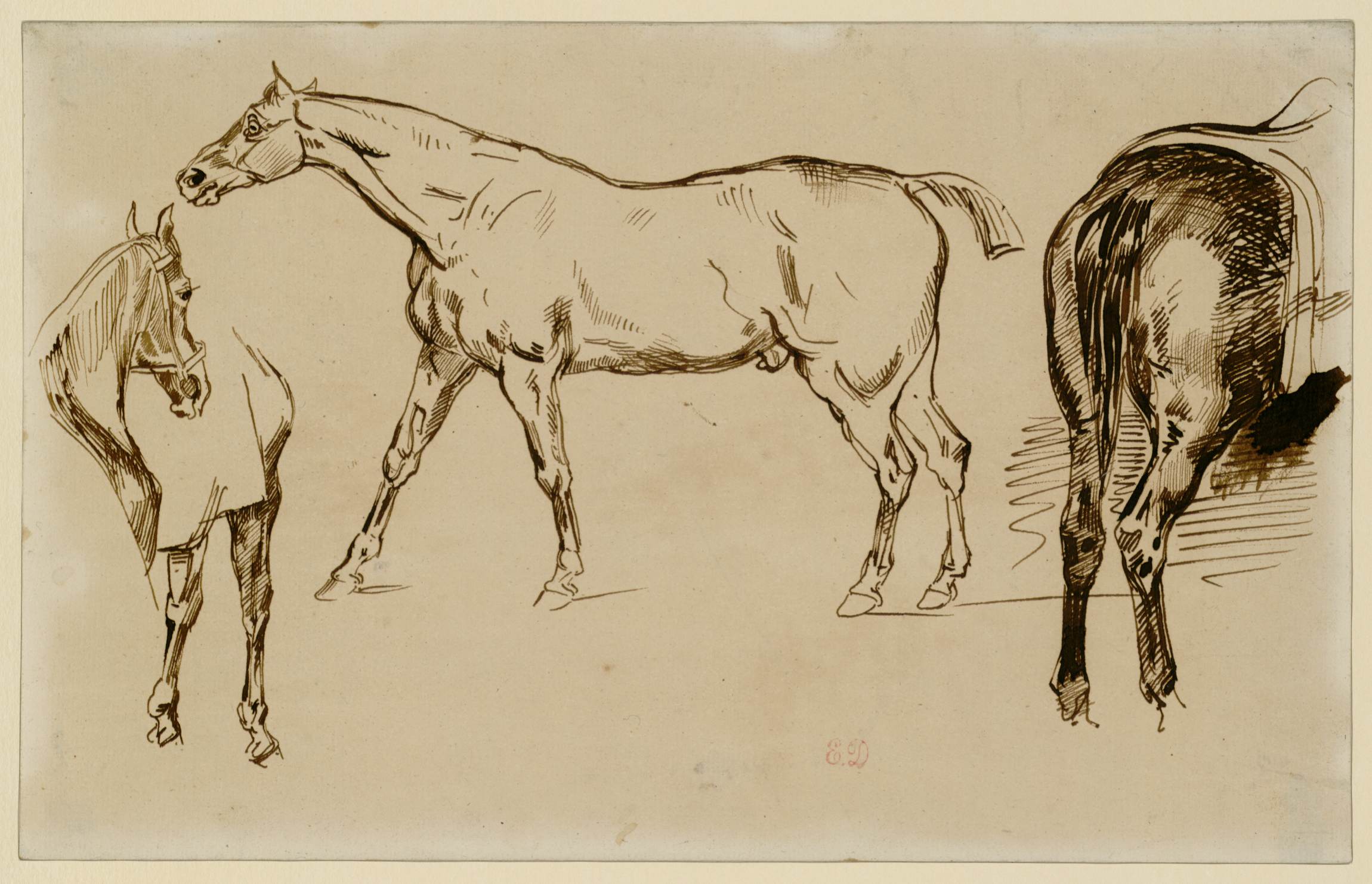 L'image présente plusieurs esquisses de chevaux, dessinées avec des traits d'encre. On voit un cheval de profil au centre, avec une posture dynamique. À gauche, un autre cheval est représenté de manière plus frontale, et à droite, un troisième cheval est en train de baisser la tête, probablement en train de manger ou d'explorer son environnement. Les lignes sont fluides et montrent les détails anatomiques des animaux, soulignant à la fois leur élégance et leur mouvement.