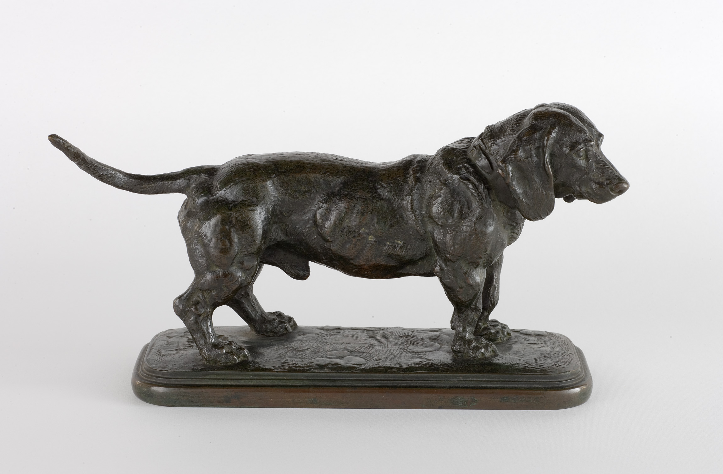 L'image représente une sculpture en bronze d'un chien de race basset. Le chien est représenté en position debout, avec une posture réaliste qui met en valeur ses caractéristiques distinctives : un corps allongé, des pattes courtes et des oreilles pendantes. La sculpture repose sur une base plate avec des détails texturés, ajoutant une dimension artistique à l'œuvre. Les reflets du bronze soulignent les contours et les traits du chien, accentuant son expression attentive.