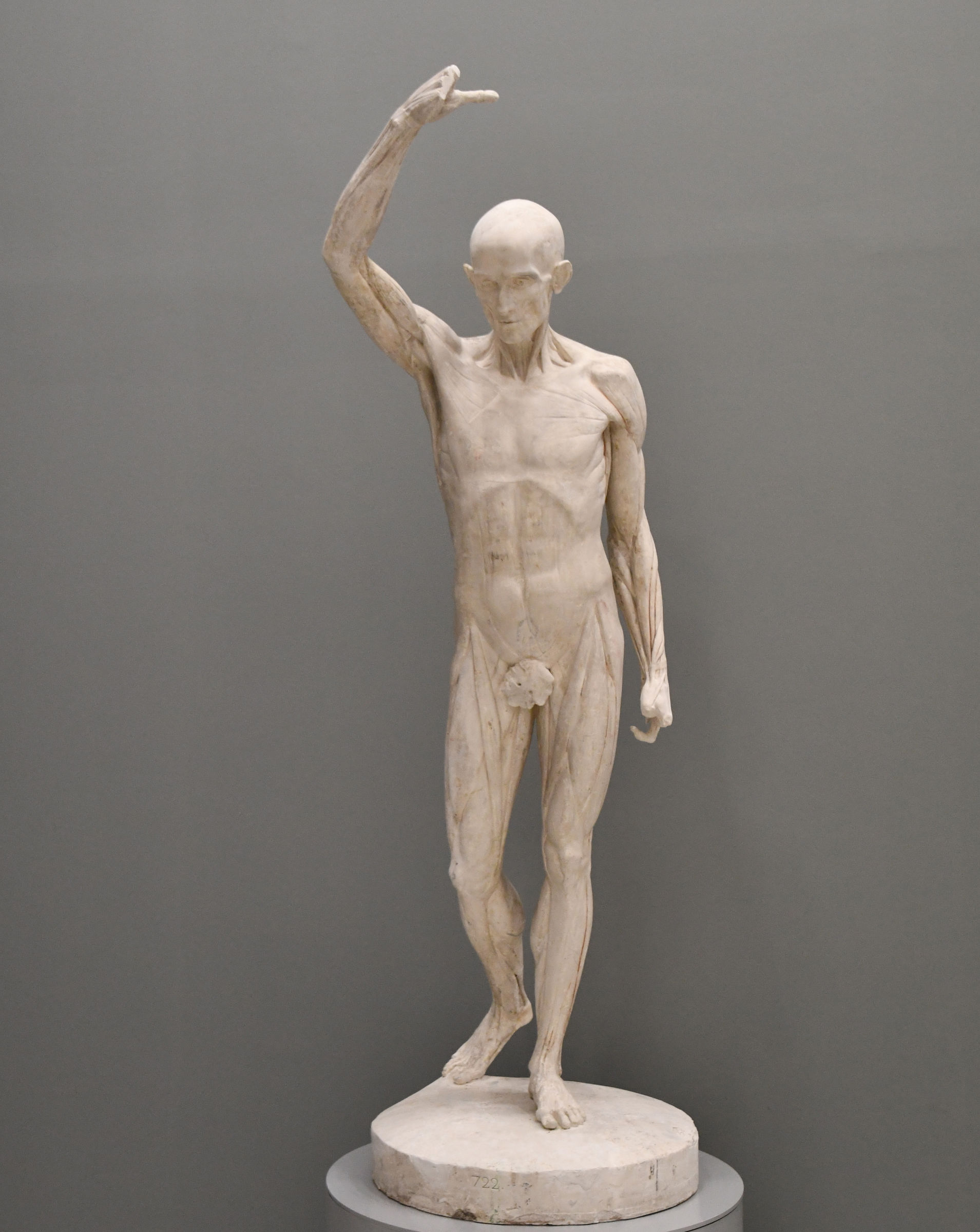 L'image représente une sculpture anatomique d'un corps humain nu, mettant en avant les muscles et les structures osseuses. La sculpture est détaillée, montrant une posture dynamique avec un bras levé et l'autre bras replié. Les traits du visage sont exagérés pour mettre en valeur les caractéristiques anatomiques. La finition de la sculpture semble privilégier un aspect réaliste, tandis que le fond est d'une couleur neutre qui fait ressortir l'œuvre.