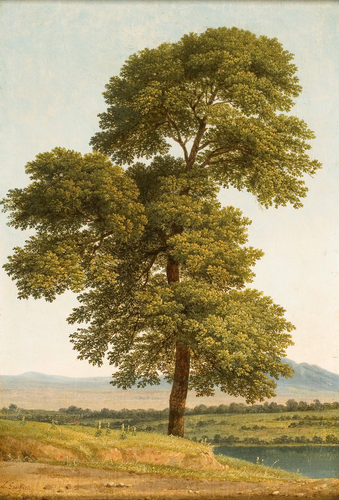 L'image montre un grand arbre majestueux aux feuilles luxuriantes, se tenant seul sur une petite élévation près d'un plan d'eau. En arrière-plan, on aperçoit des montagnes et un paysage verdoyant qui suggèrent un environnement naturel serein. Le ciel est dégagé, ce qui crée une ambiance calme et paisible. L'arbre, avec son tronc robuste et sa couronne étendue, est le point central de cette scène harmonieuse.