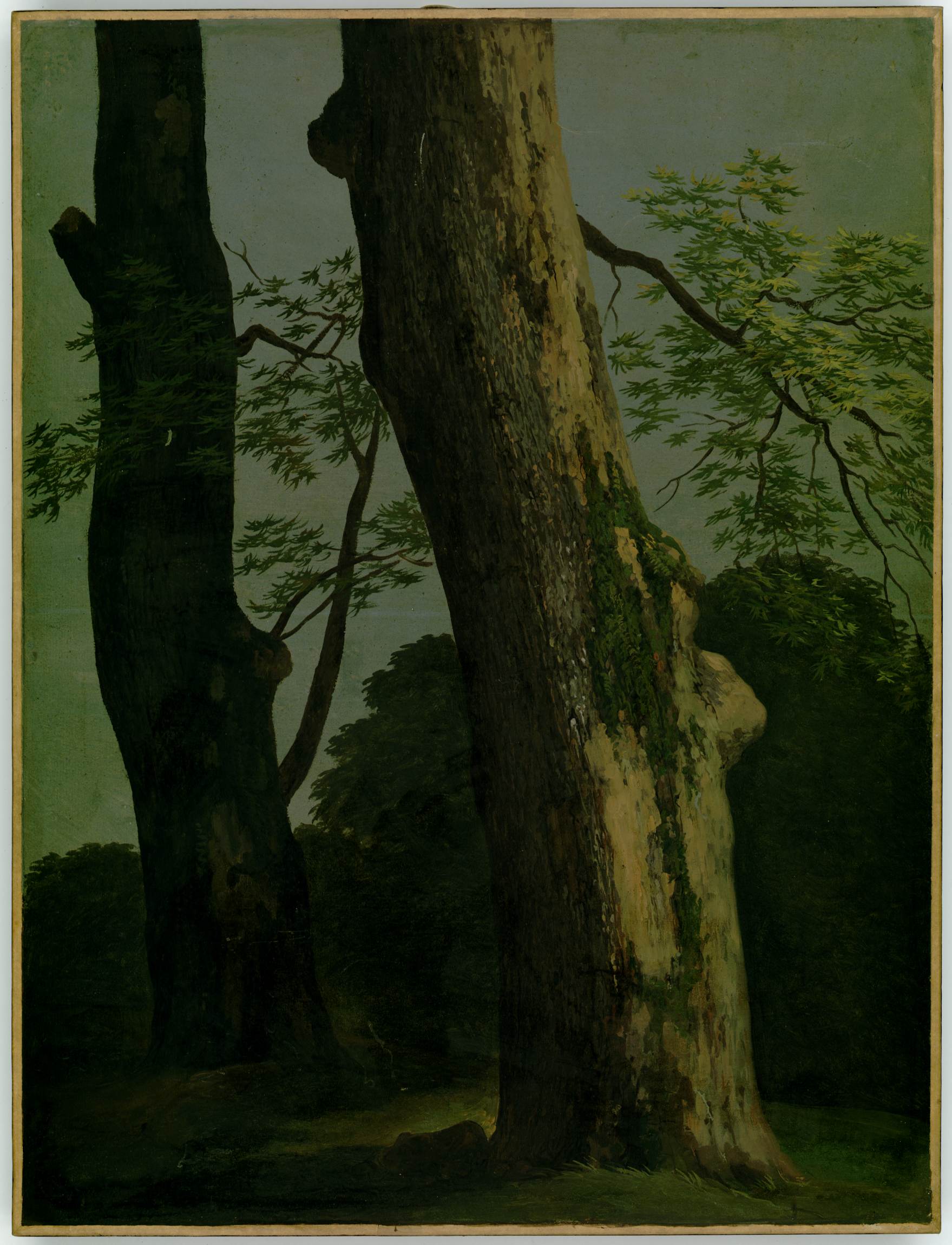 L'image représente un paysage naturel, mettant en avant deux grands arbres majestueux. Les troncs, d'une texture riche, présentent des motifs de mousse et d'écorce. En arrière-plan, on peut apercevoir des feuillages verdoyants, créant une atmosphère tranquille. La lumière semble filtrer à travers les branches, accentuant la végétation environnante. L'ensemble de la scène dégage une impression de calme et de sérénité, typique de la beauté de la nature.