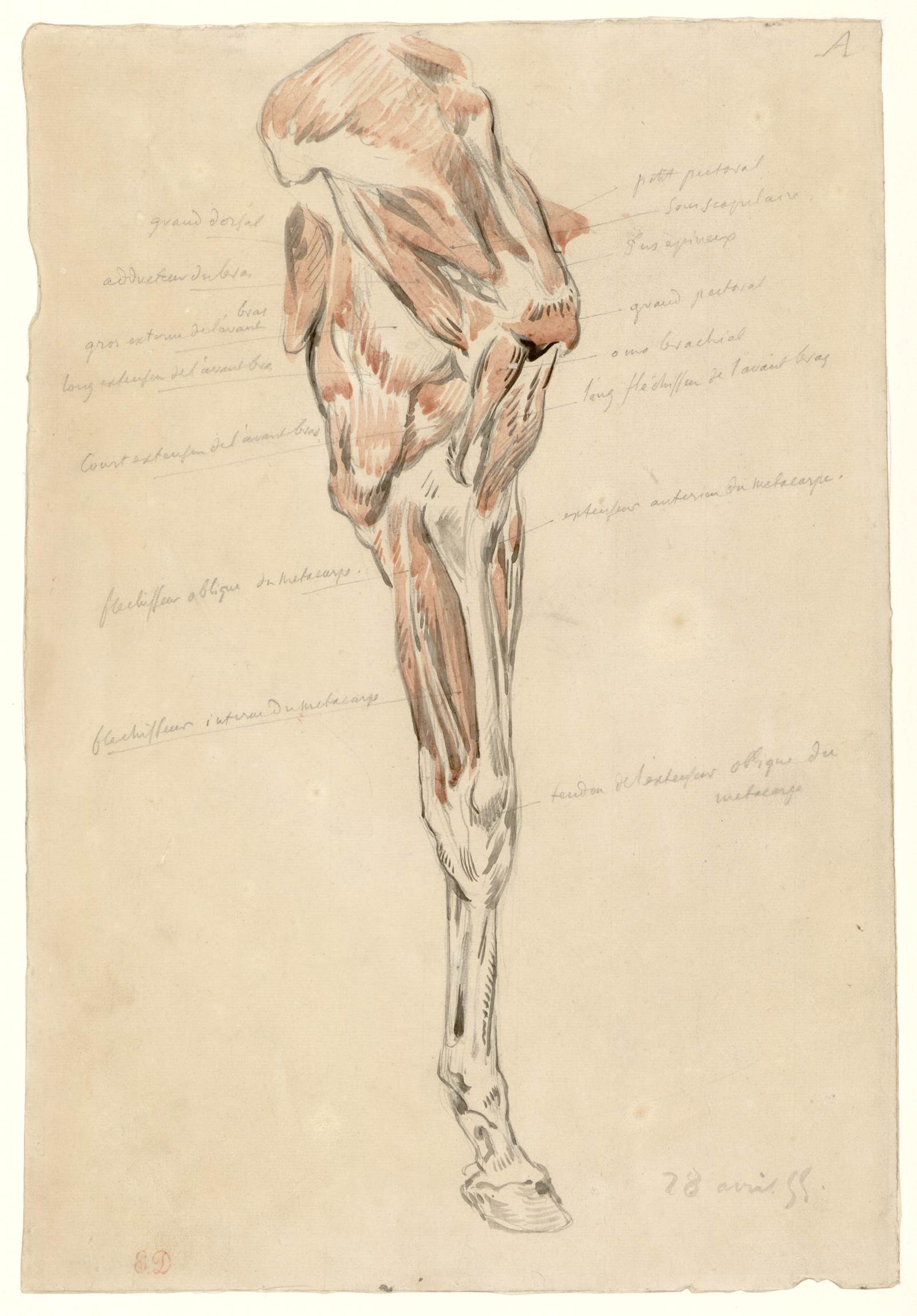 L'image semble représenter un dessin artistique d'un membre humain, probablement une jambe. On y voit des contours et des ombres qui mettent en évidence la musculature et les formes anatomiques. Des annotations et des esquisses sont présentes autour du dessin, suggérant qu'il s'agit d'une étude anatomique. La date inscrite, "28 avril 55", pourrait indiquer la période à laquelle ce travail a été réalisé. Les couleurs utilisées apparaissent principalement en nuances de terre.