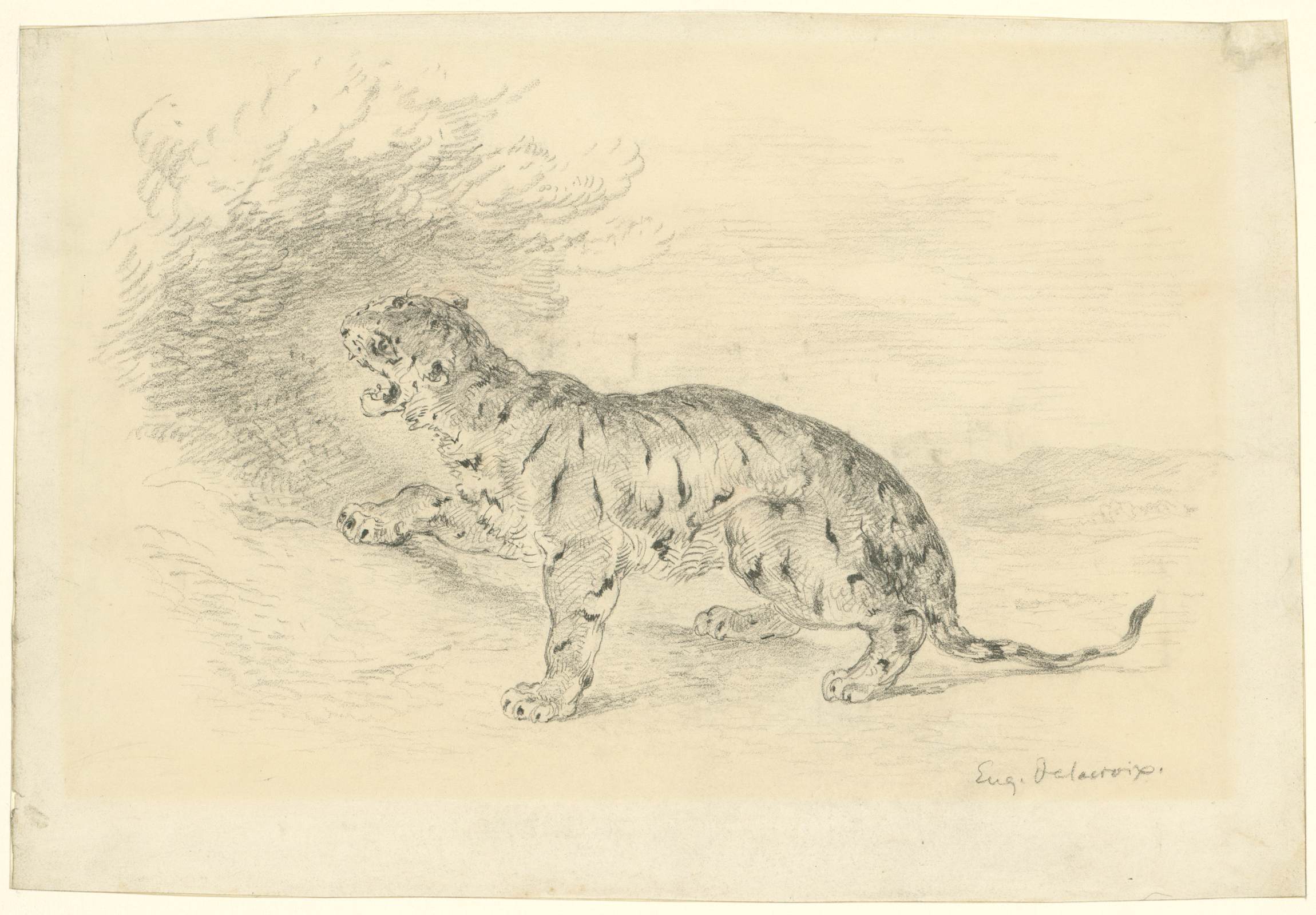 L'image représente un tigre dont la silhouette est dessinée avec des traits délicats. Il semble rugir ou être en mouvement, avec une posture dynamique et expressive. Le fond est légèrement esquissé, suggérant une ambiance naturelle. Le style du dessin est à la fois réaliste et artistique, mettant en valeur les détails du pelage et les muscles de l'animal.