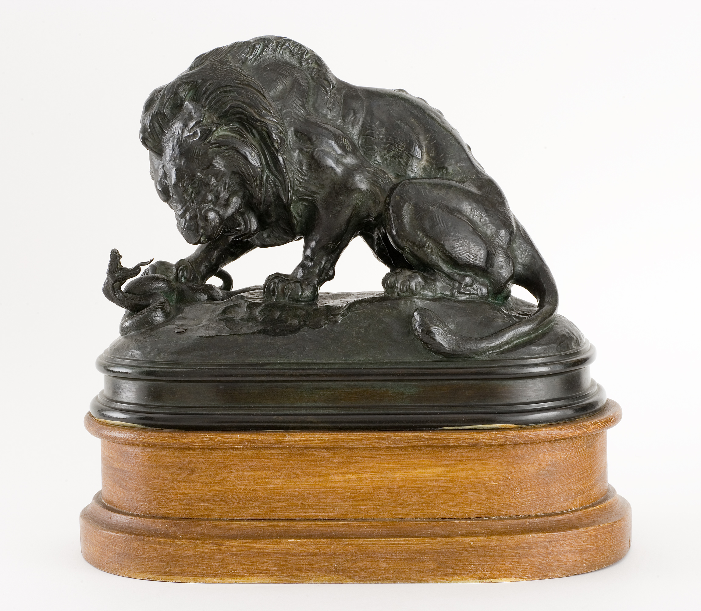 L'image montre une sculpture représentant un lion en bronze, qui est positionné sur un socle en bois. Le lion est représenté de manière réaliste, avec des détails soigneusement sculptés, mettant en valeur sa musculature et sa crinière. Il semble être en train de chasser ou d'explorer quelque chose au sol, ce qui ajoute une dynamique à la pièce. Le socle en bois est élégant et met en valeur la sculpture, créant un contraste entre le métal et le bois.