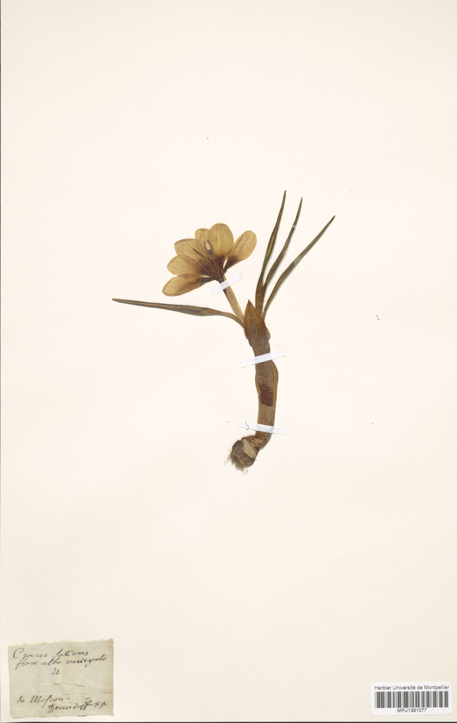 L'image montre une plante herbacée montée sur un fond beige. Elle présente des fleurs jaunes disposées en formant une inflorescence. Les feuilles de la plante sont longues et fines, s'étendant à partir de la base du tige. La plante semble être soigneusement conservée, probablement dans un herbier. On peut aussi voir une étiquette manuscrite en bas à gauche, indiquant peut-être des informations sur son identification ou sa provenance.