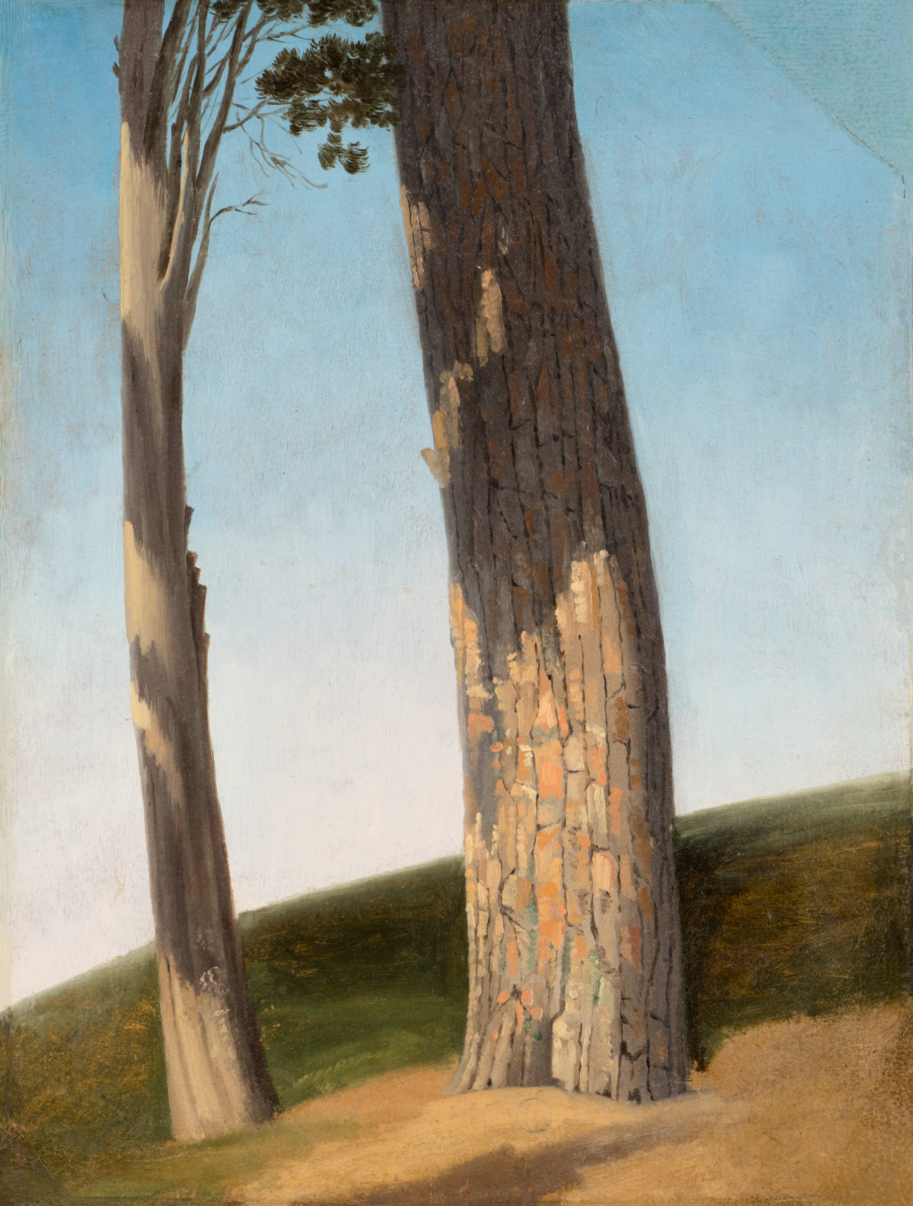 L'image représente un paysage avec deux troncs d'arbres. Le premier arbre, à gauche, est plus élancé et présente une écorce lisse, tandis que le second, plus large à droite, a une écorce texturée et rugueuse. L'arrière-plan montre un ciel bleu clair, et le sol est recouvert d'herbe verte, suggérant un environnement naturel tranquille. La lumière semble douce, créant une ambiance sereine.