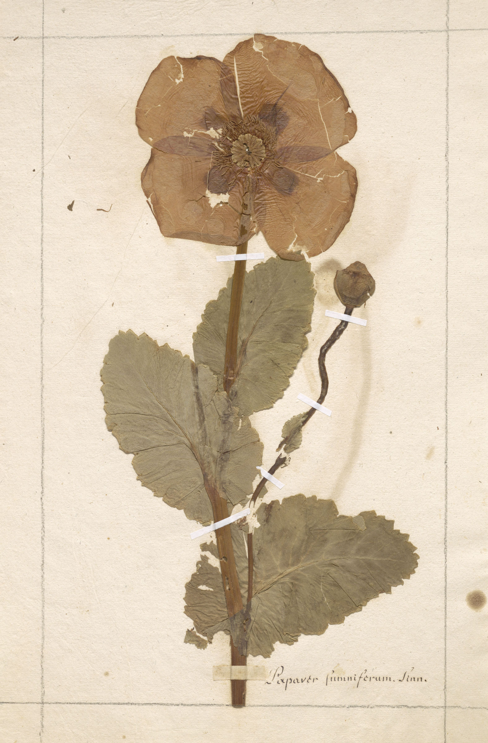 L'image représente une plante herbacée séchée, probablement un spécimen de botanique. Elle montre une fleur en haut, avec des pétales délicats et une couleur claire, ainsi qu'un bouton floral à sa base. La tige est visible et est entourée de feuilles larges et vertes. Le fond est de couleur beige, ce qui met en avant le spécimen végétal. L'inscription en bas pourrait indiquer le nom scientifique de la plante.