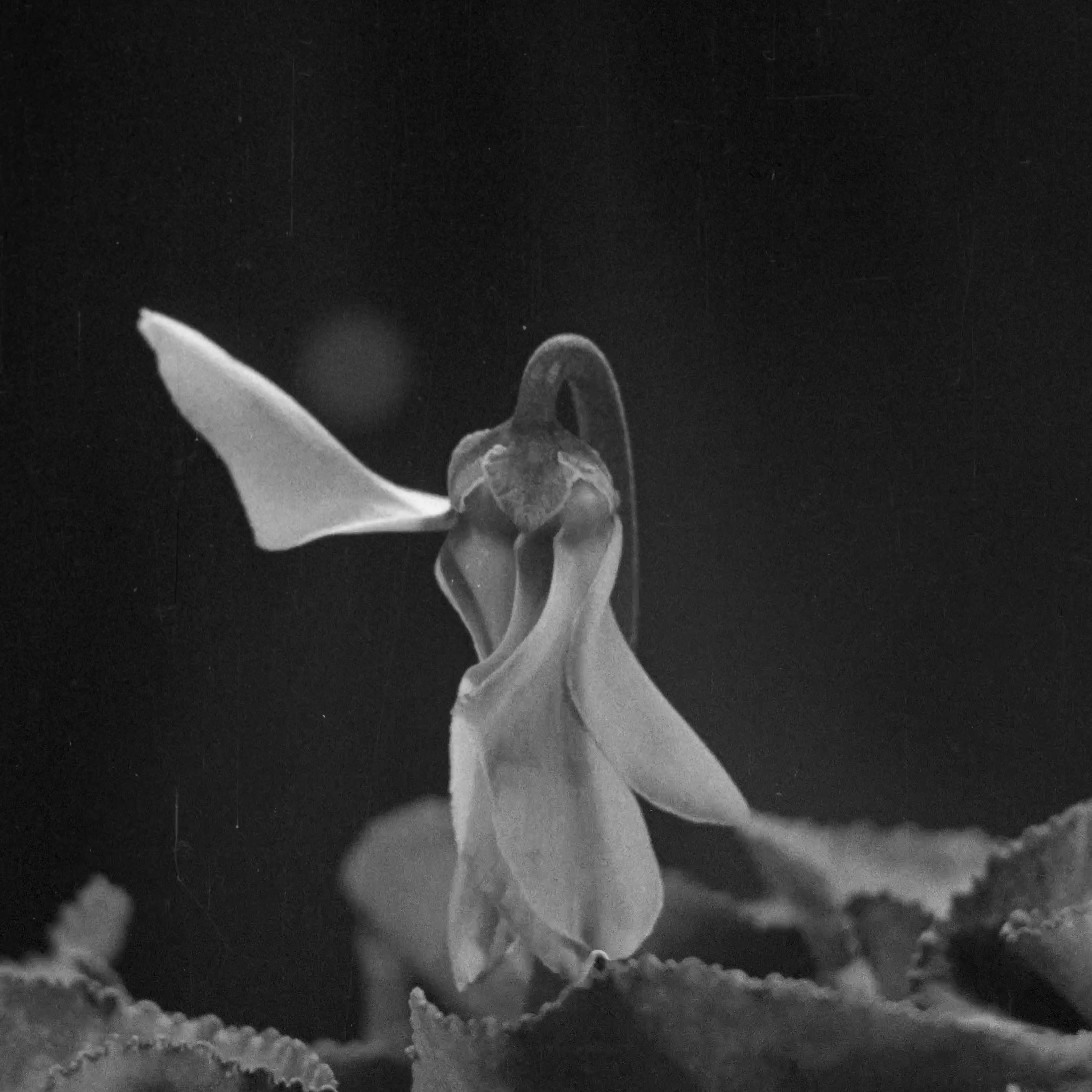 L'image montre une fleur délicate, probablement une fleur de cyclamen, qui se dresse élégamment au-dessus de ses feuilles. Les pétales, de couleur claire, se déploient avec grâce, tandis que le fond est sombre, ce qui met en valeur la fleur. La composition semble capturer un moment de beauté fragile, avec un éclairage qui accentue les détails de la fleur et des feuilles environnantes.