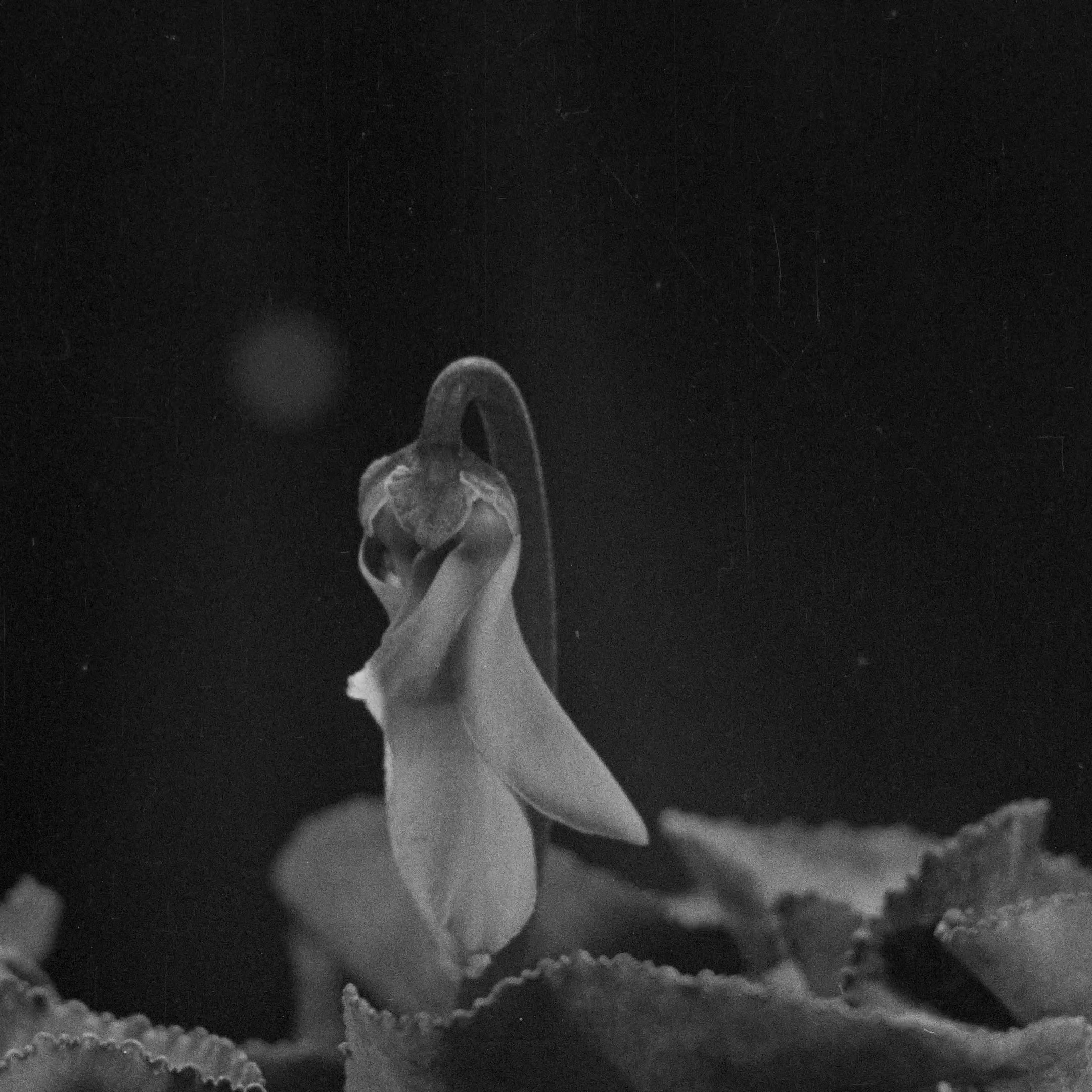 L'image représente une fleur en noir et blanc, avec un focus sur une pédoncule qui semble pencher. La fleur est délicate, avec des contours doux et des pétales qui se replient légèrement. En arrière-plan, on peut distinguer des feuilles floues, ajoutant une dimension de profondeur à la composition. L'éclairage diffuse met en valeur la texture de la fleur et des feuilles, créant une atmosphère intimiste et poétique.