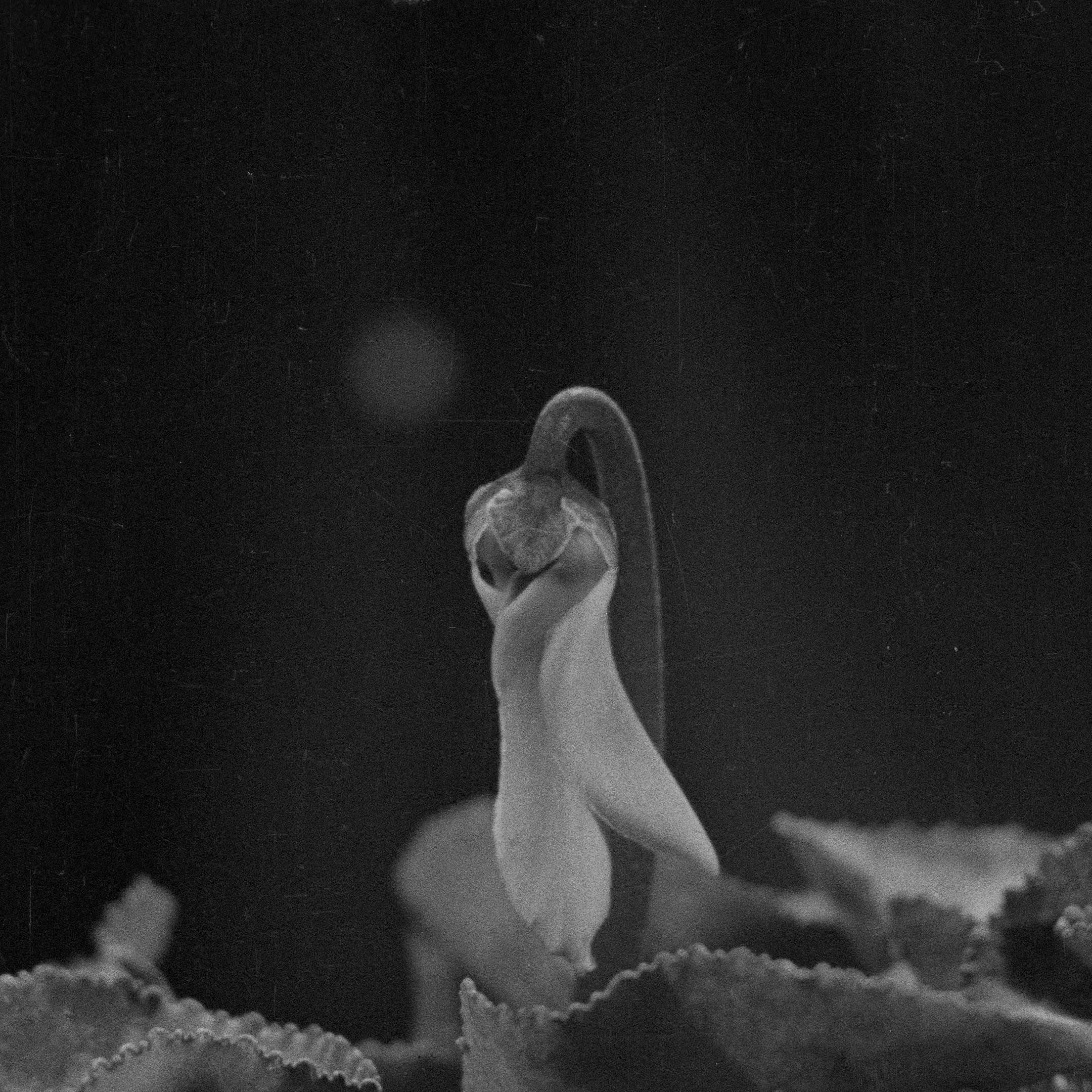 L'image montre une fleur délicate en noir et blanc, avec un pétale courbé vers le haut. La texture des feuilles qui l'entourent est visible, ajoutant de la profondeur à la composition. L'arrière-plan est sombre, ce qui met en valeur la façade lumineuse de la fleur, créant un contraste saisissant. L'ensemble dégage une atmosphère à la fois paisible et poétique.