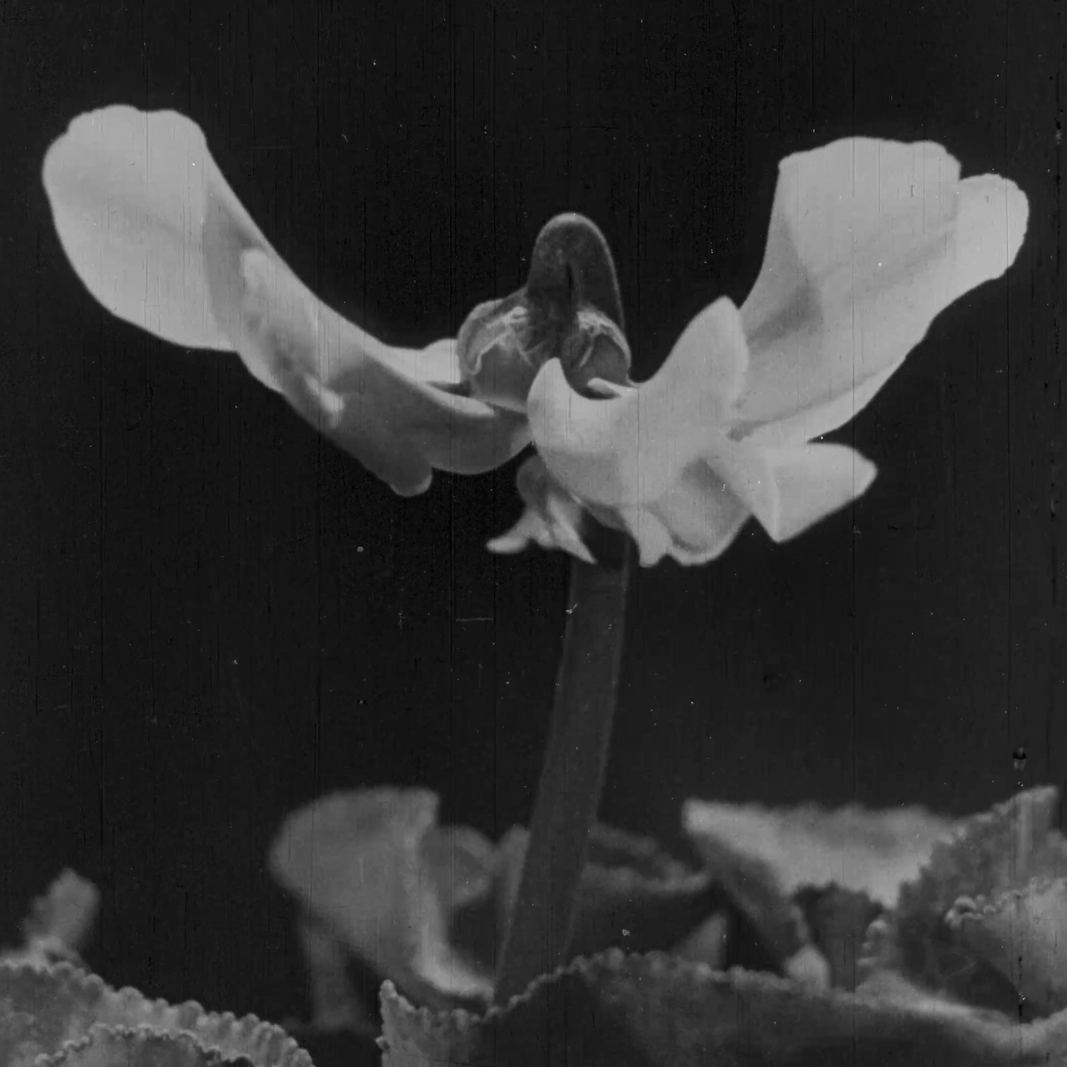 L'image montre une fleur délicate, probablement une cyclamen, avec des pétales blancs qui semblent se déployer gracieusement. La tige de la fleur est fine et élancée, et elle est entourée de feuilles vertes qui ajoutent de la texture à la composition. Le fond est sombre, ce qui met en valeur la luminosité des pétales et crée un contraste visuel intéressant. L'ensemble dégage une impression de douceur et d'élégance.