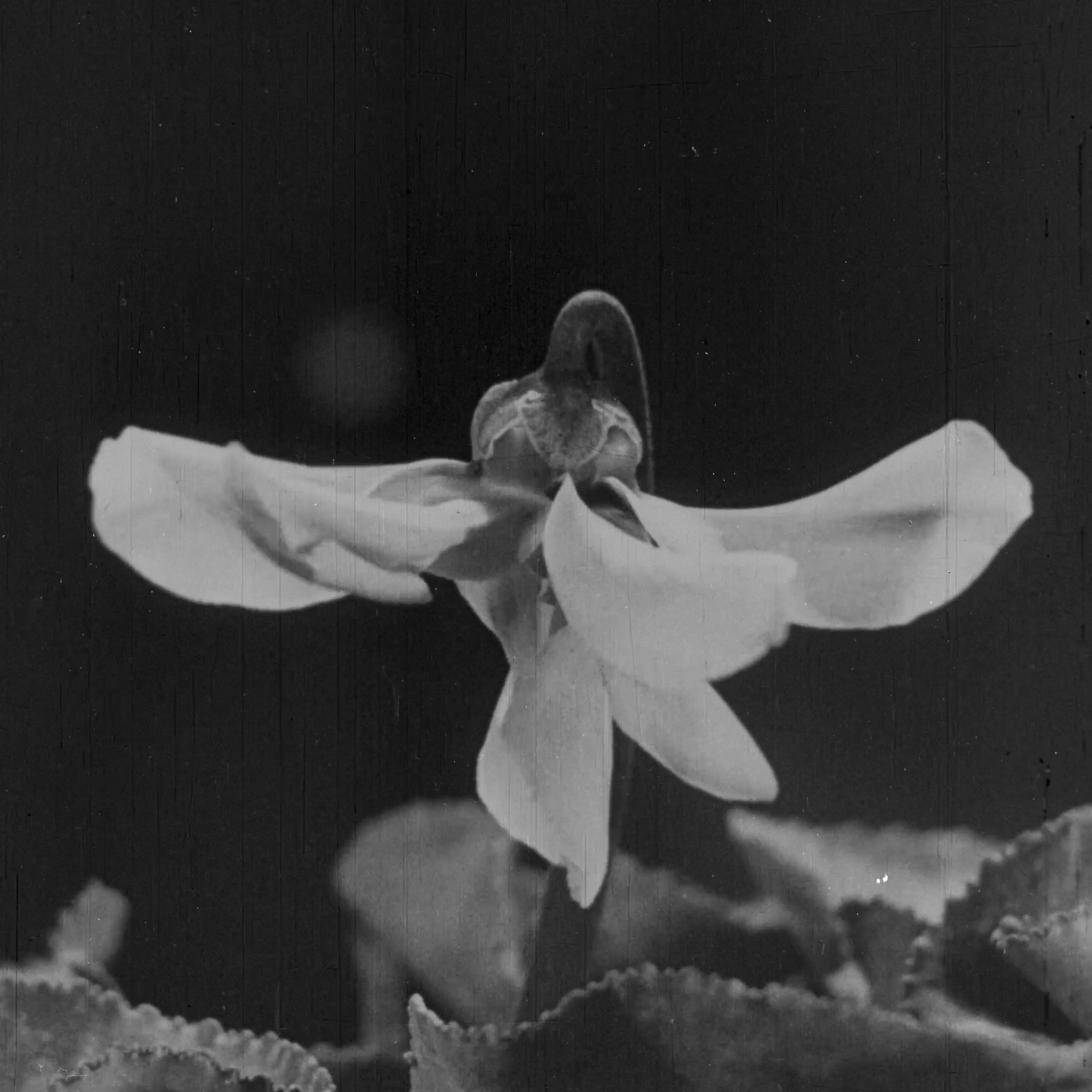 L'image montre une fleur délicate avec des pétales blancs qui s'ouvrent largement. Son centre semble complexe, ajoutant une touche de mystère à la composition. En arrière-plan, on peut voir des feuilles vertes, ce qui souligne la beauté de la fleur. La image a un aspect vintage, ce qui lui donne une atmosphère nostalgique et poétique.