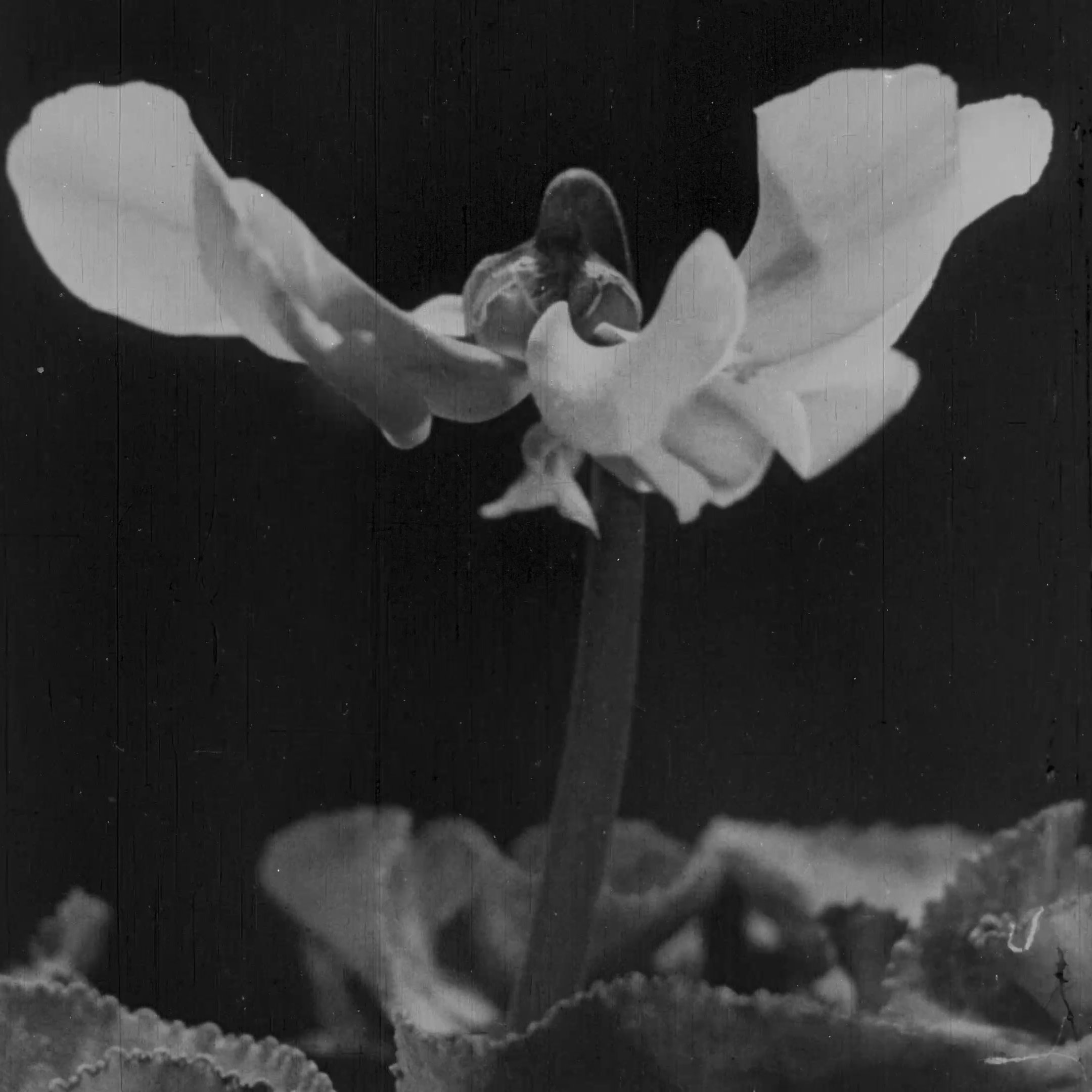 L'image montre une fleur délicate avec des pétales blancs qui s'ouvrent lentement. La tige de la fleur est fine et élancée, se dressant au-dessus de feuilles épaisses et crénelées. Le fond est sombre, ce qui met en valeur la luminosité des pétales. Cette scène évoque une atmosphère paisible et naturelle.