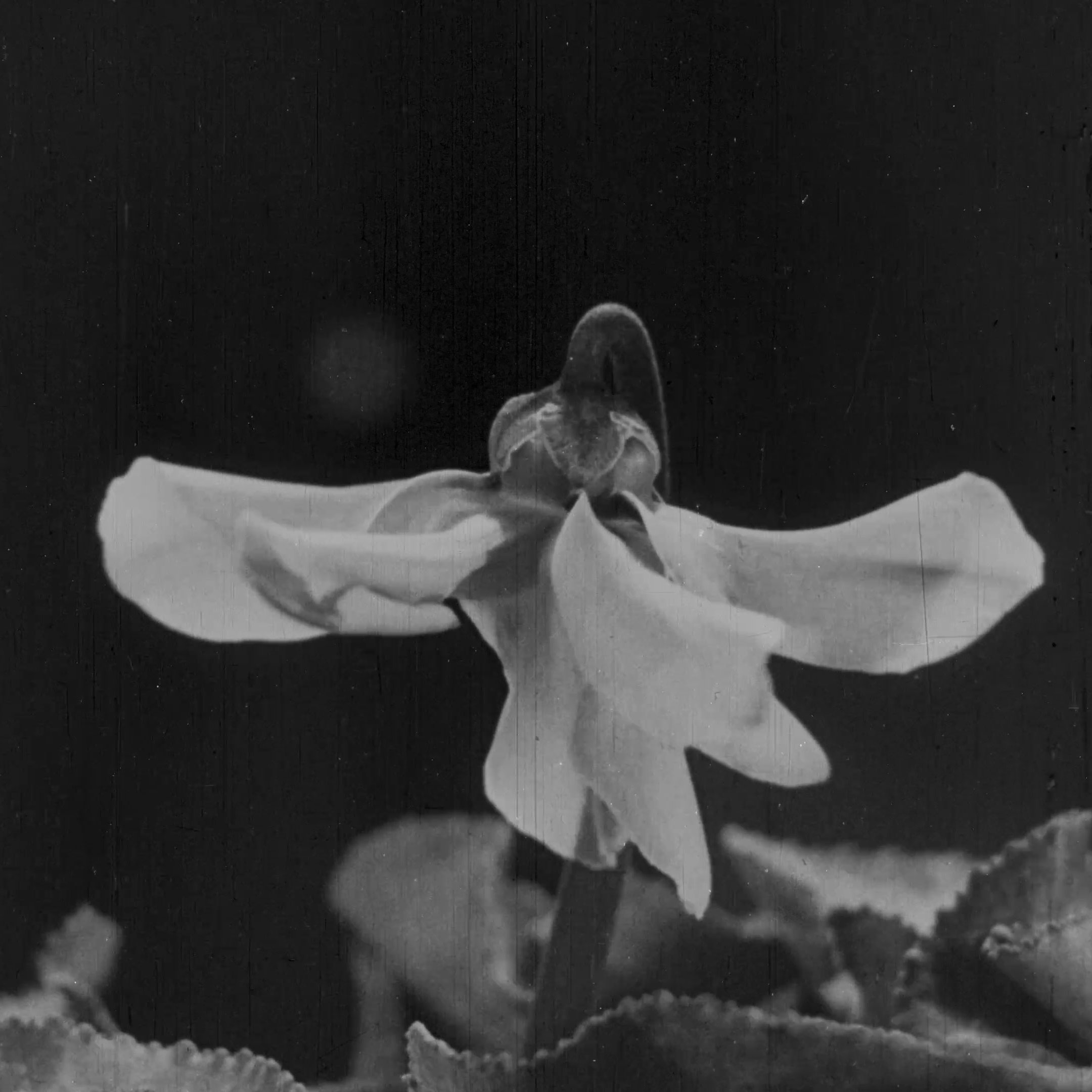 L'image montre une fleur délicate en noir et blanc, avec des pétales qui s'étendent gracieusement. La texture des pétales semble douce et légère, et quelques feuilles floues entourent la base de la fleur. L'arrière-plan est sombre, ce qui met en valeur la silhouette de la fleur au centre de l'image. L'ensemble dégage une atmosphère nostalgique et artistique.