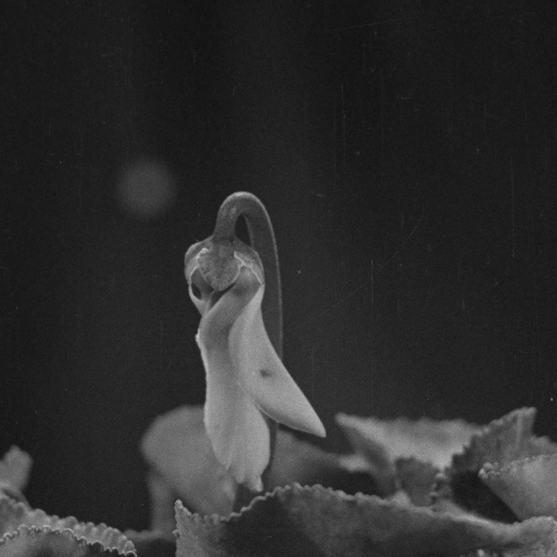 L'image présente une fleur délicate, probablement une plante en pot, avec une tige courbée et un bouton florale qui semble prêt à s'épanouir. Les feuilles environnantes sont visibles, apportant une texture intéressante à la composition. L'ensemble est capturé dans une tonalité en noir et blanc, ce qui accentue la beauté et la simplicité de la fleur. Le fond est flou, ce qui attire l'attention sur le sujet principal.