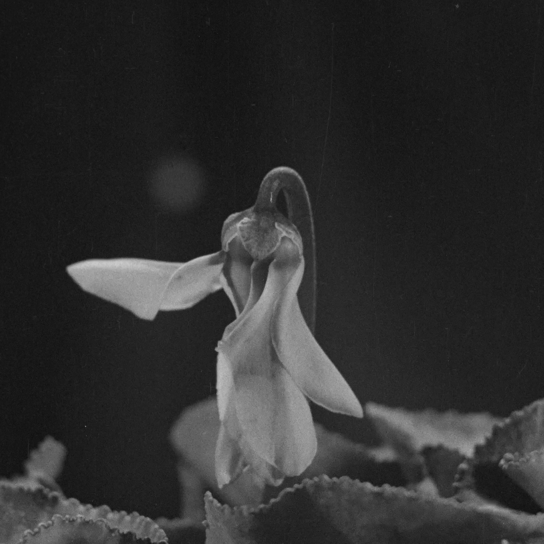 L'image montre une fleur délicate, probablement en cours d'épanouissement, avec des pétales légers qui semblent presque suspendus. Le fond est sombre, ce qui met en valeur la texture et les détails de la fleur. Les contours sont tendres et l'ensemble évoque une sensation de douceur et de fragilité. Les feuilles environnantes sont légèrement floues, ajoutant une dimension de profondeur à la composition. C'est une image au charme poétique, en noir et blanc, qui souligne la beauté naturelle de la fleur.