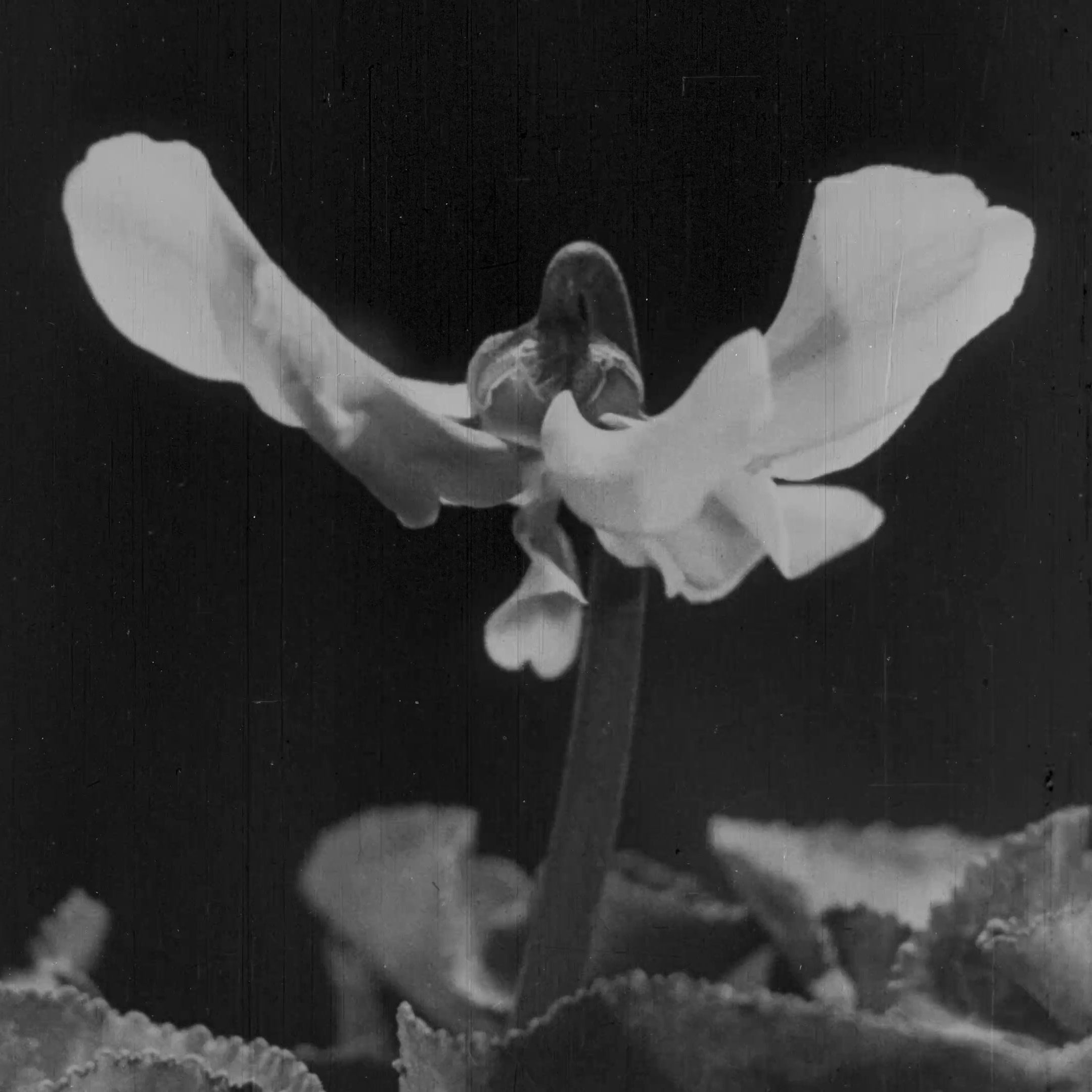 L'image montre une fleur, probablement une violette, avec des pétales blancs délicats. La fleur se dresse sur une tige fine, entourée de feuilles d'un vert foncé. L'arrière-plan est sombre, ce qui met en valeur la lumière sur les pétales, créant un effet contrasté. L'ensemble donne une impression de douceur et de finesse.