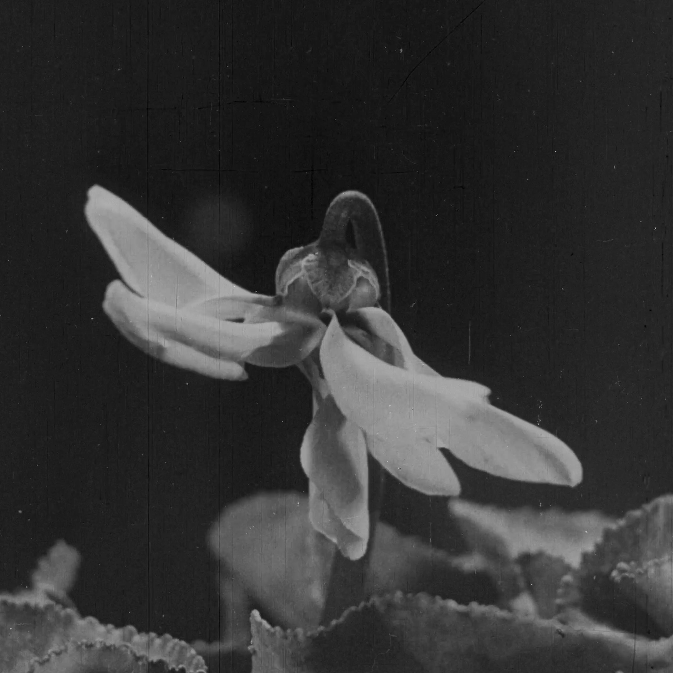 L'image montre une fleur avec des pétales délicats de couleur claire, probablement blanche ou légèrement rosée. Les pétales semblent s'épanouir doucement, tandis qu'un fond sombre met en valeur la beauté de la plante. Les feuilles, visibles en bas de l'image, sont d'un vert sombre et présentent une texture légèrement ondulée. L'ensemble de la composition dégage une atmosphère douce et romantique, accentuée par l'aspect noir et blanc de l'image.