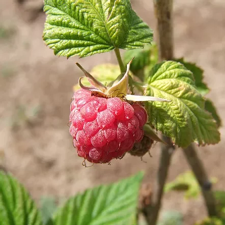 L'image montre une framboise mûre sur une plante. La framboise est de couleur rouge vif, avec une texture légèrement brillante et des petites gouttes de rosée. Les feuilles de la plante sont vertes et larges, présentant une belle texture. En arrière-plan, on aperçoit un sol légèrement flou, indiquant un environnement de jardin. Cette image évoque une atmosphère naturelle et fraîche.